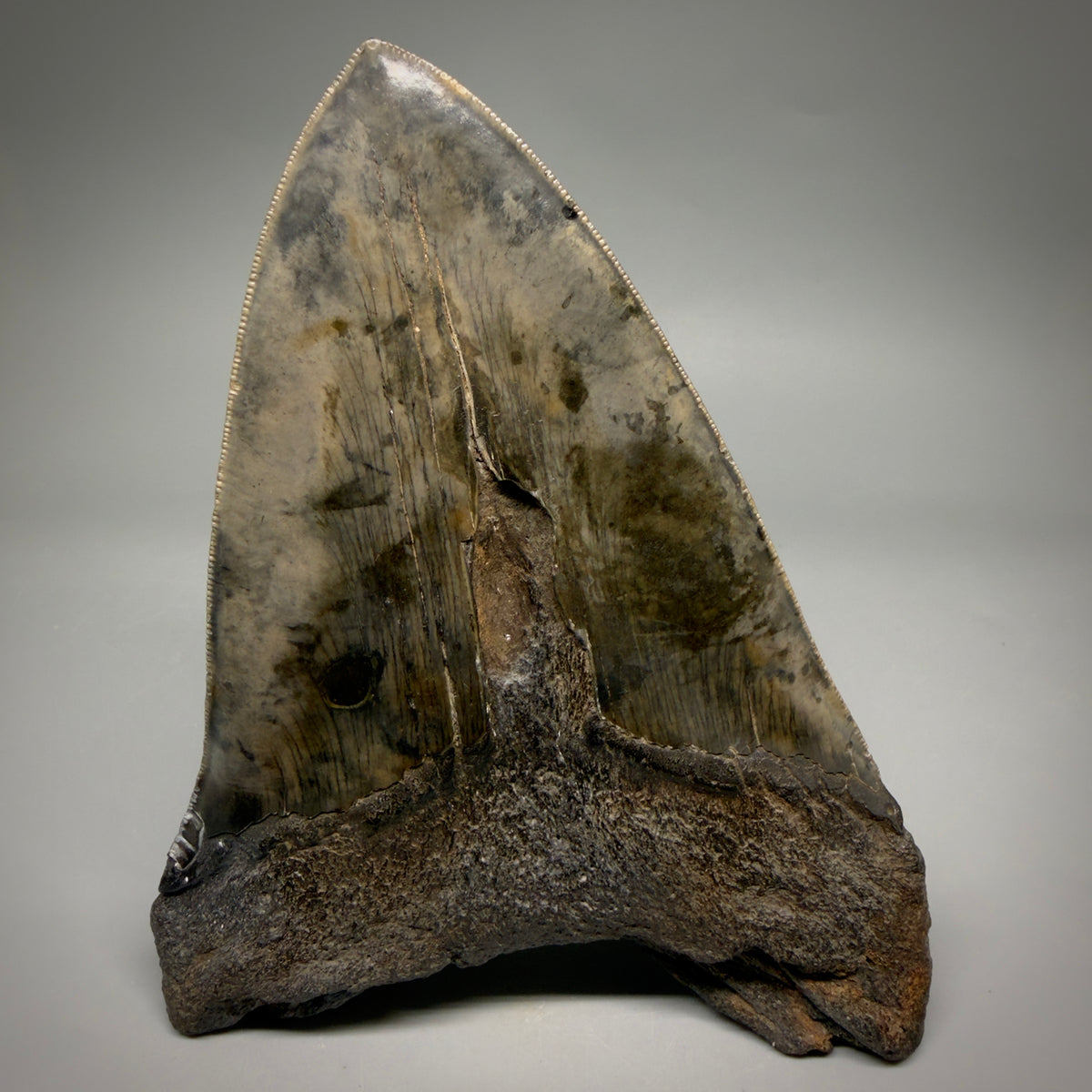 Back View HUGE, colorful, serrated 6.23" Fossil Monster Megalodon Tooth - South Carolina, USA megalodonteeth.com CM6603 