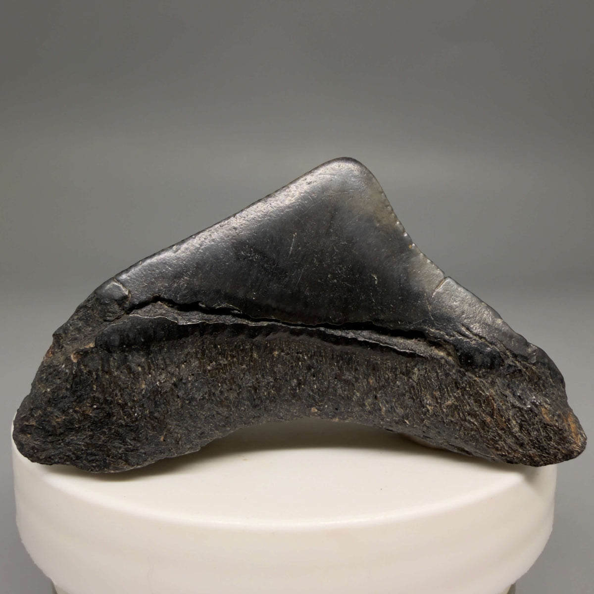 Back View HUGE posterior 2.23" Fossil Megalodon Tooth – South Carolina River Find | Authentic megalodonteeth.com CM6686