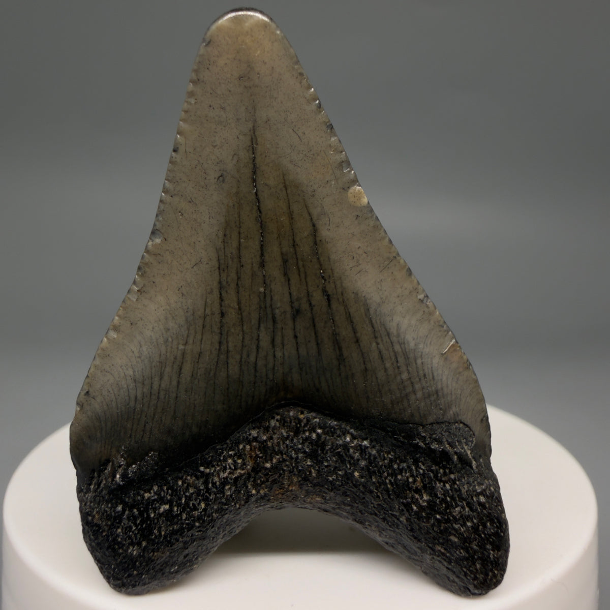 Back View Heart-shaped 2.00" Fossil Megalodon Tooth – South Carolina River Find | Authentic megalodonteeth.com CM6684