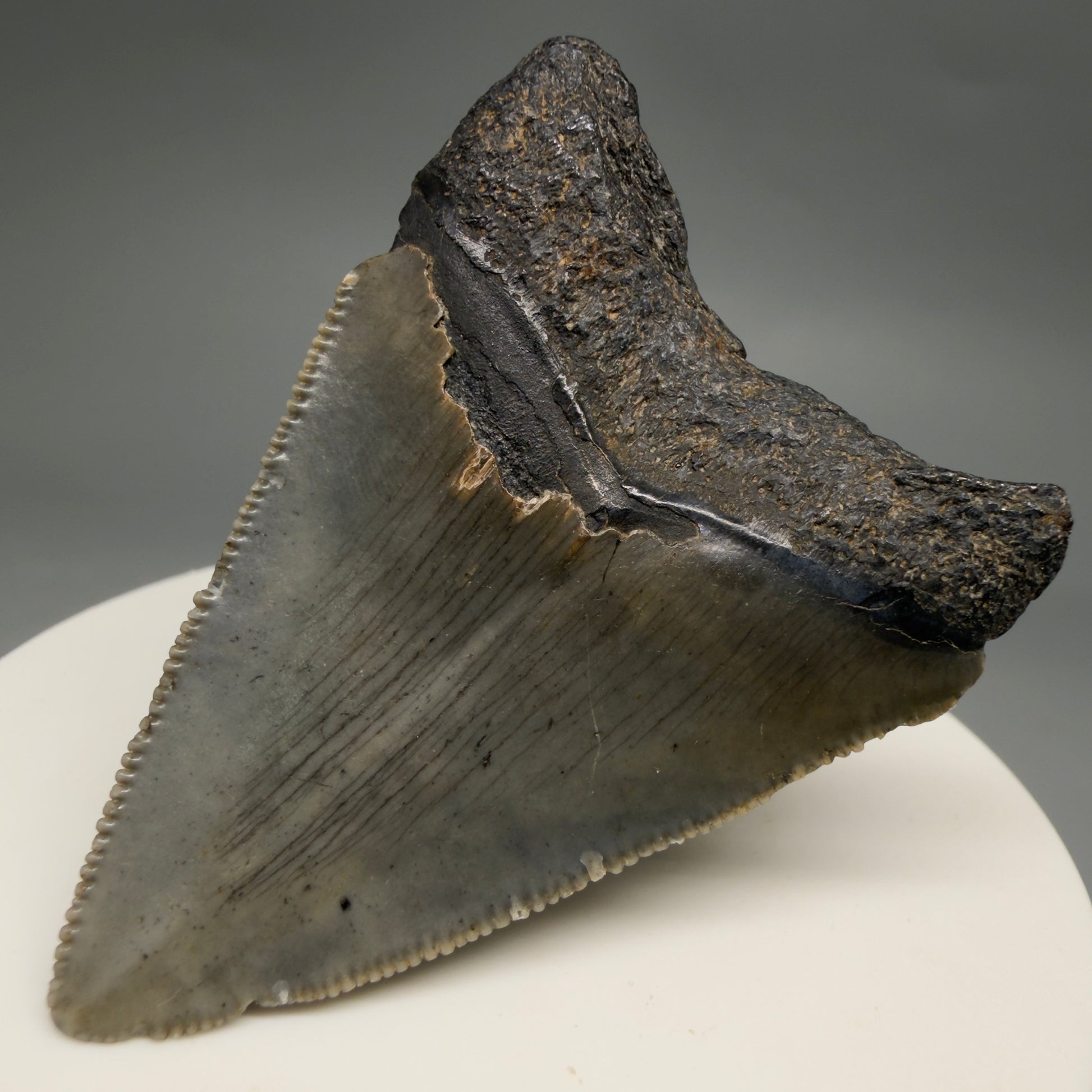 Back View Heart-shaped 2.10" Colorful Fossil Megalodon Tooth – South Carolina River Find | Authentic megalodonteeth.com CM6544