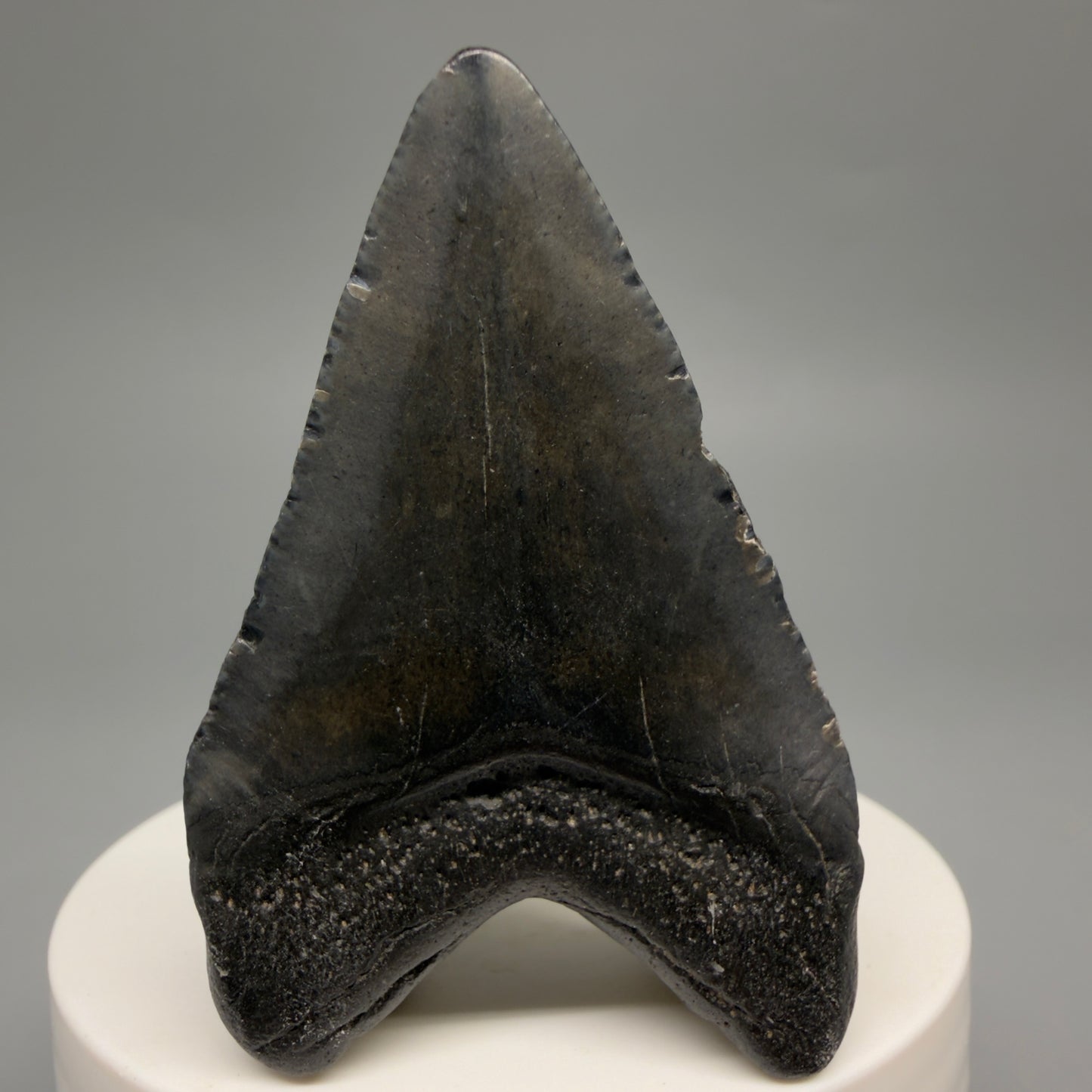 Back View Heart-shaped 2.30" Colorful Fossil Megalodon Tooth – South Carolina River Find | Authentic CM6482