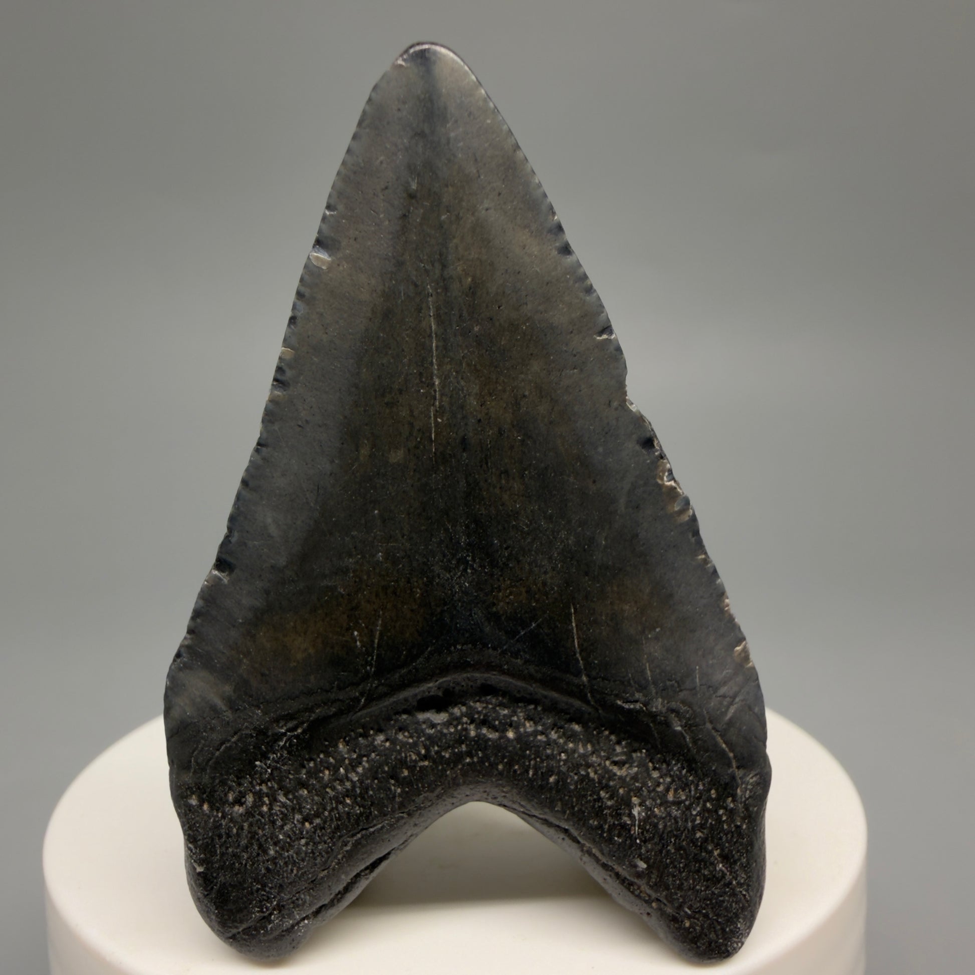 Back View Heart-shaped 2.30" Colorful Fossil Megalodon Tooth – South Carolina River Find | Authentic CM6482