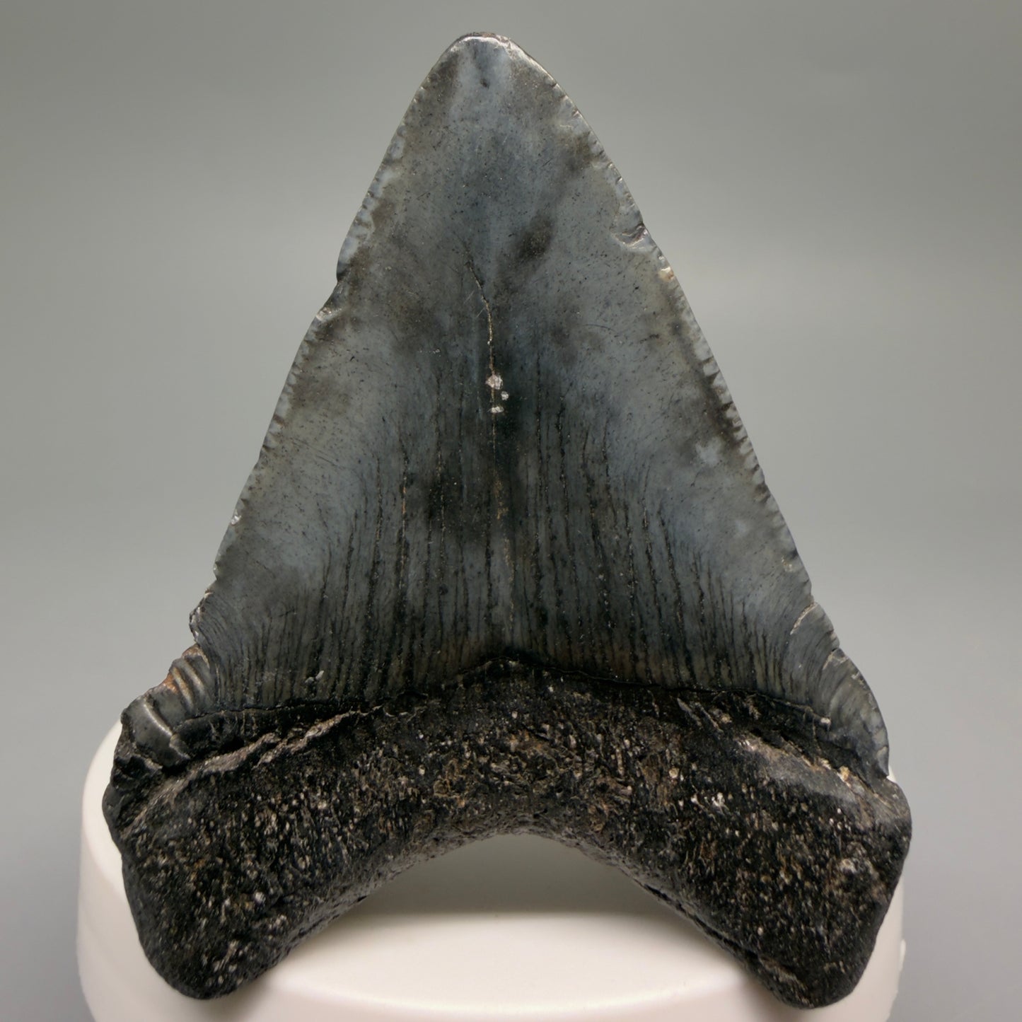 Back View Heart-shaped 2.52" Colorful Fossil Megalodon Tooth – South Carolina River Find | Authentic CM6487 