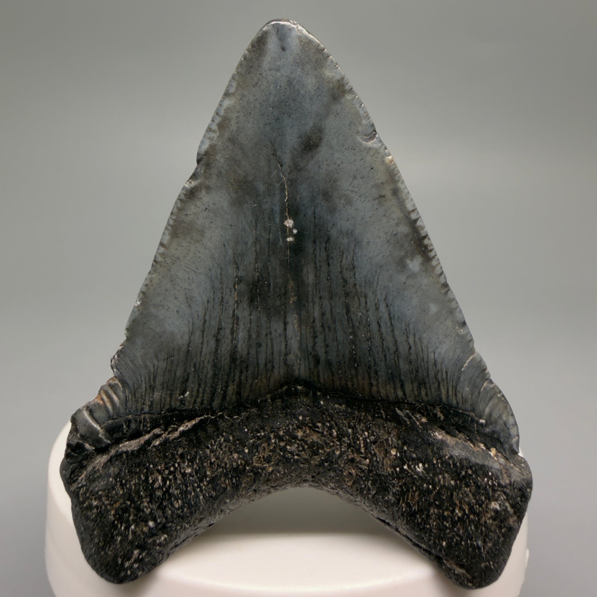 Back View Heart-shaped 2.52" Colorful Fossil Megalodon Tooth – South Carolina River Find | Authentic CM6487 