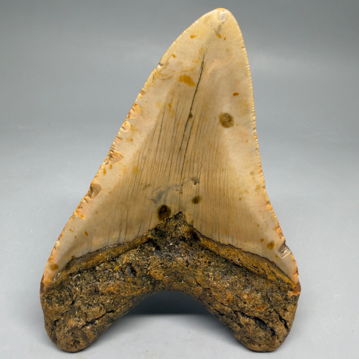 Back View Heart-shaped 4.17" Authentic Megalodon Tooth – North Carolina Fossil | Carcharocles megalodon megalodonteeth.com CM6651