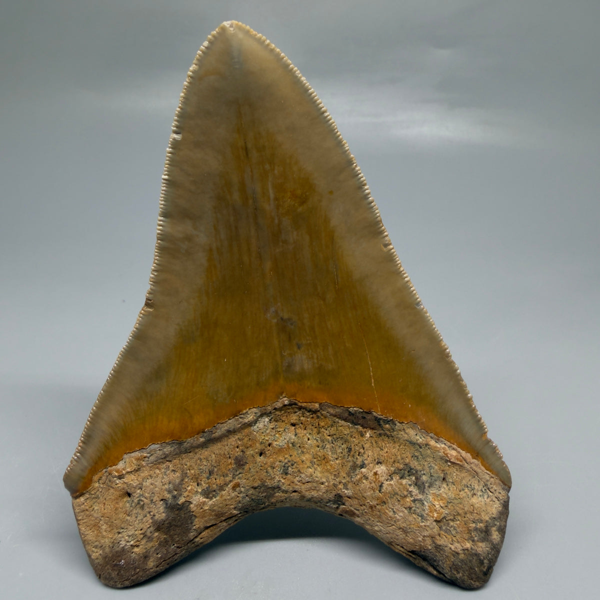 Back View Heart-shaped 4.38" Authentic Megalodon Tooth – North Carolina megalodonteeth.com CM6753