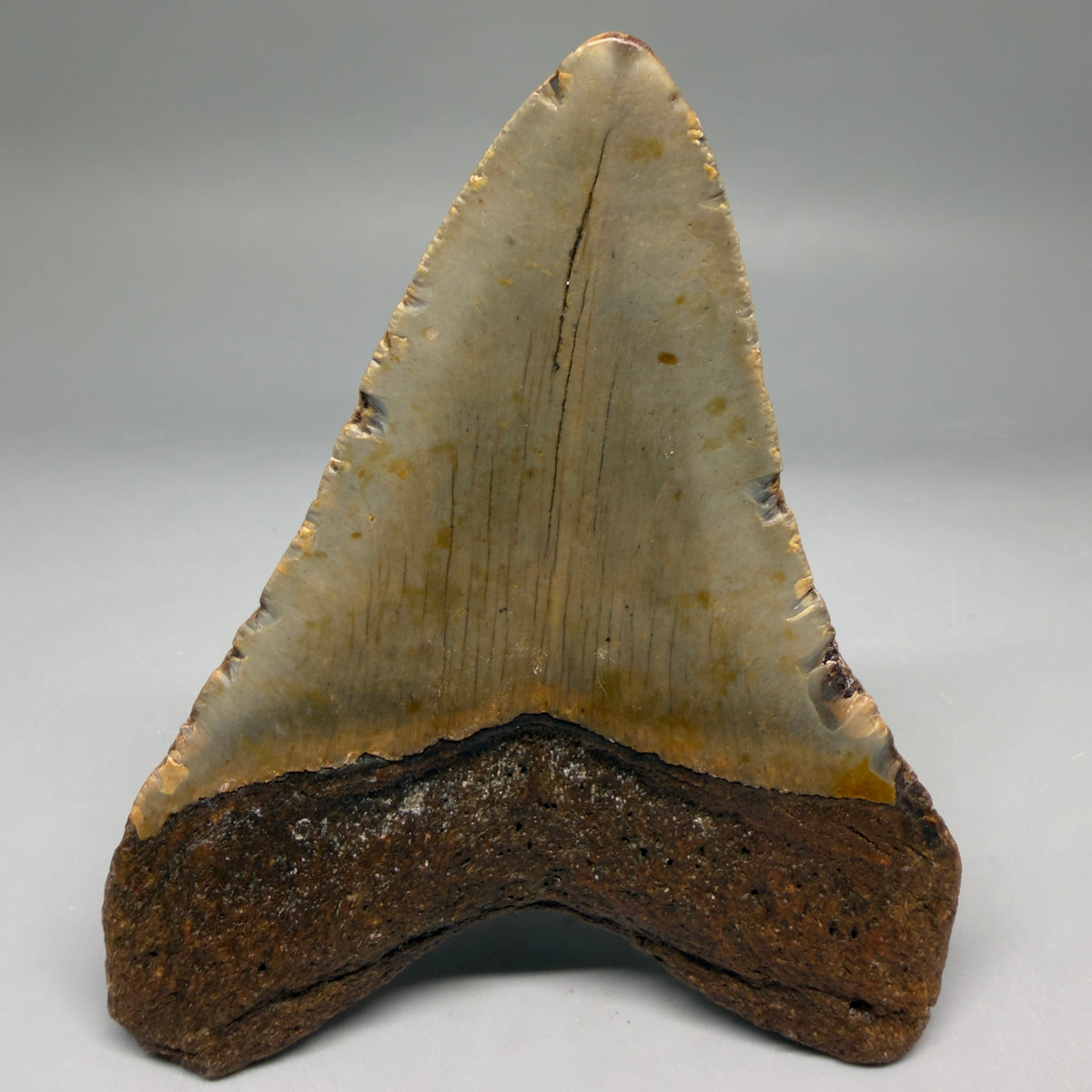 Back View Heart-shaped 4.42" Authentic Megalodon Tooth – North Carolina megalodonteeth.com CM6755