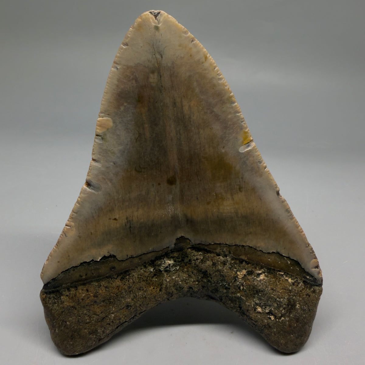 Back View Heart-shaped 4.55" Authentic Megalodon Tooth – North Carolina megalodonteeth.com CM6756