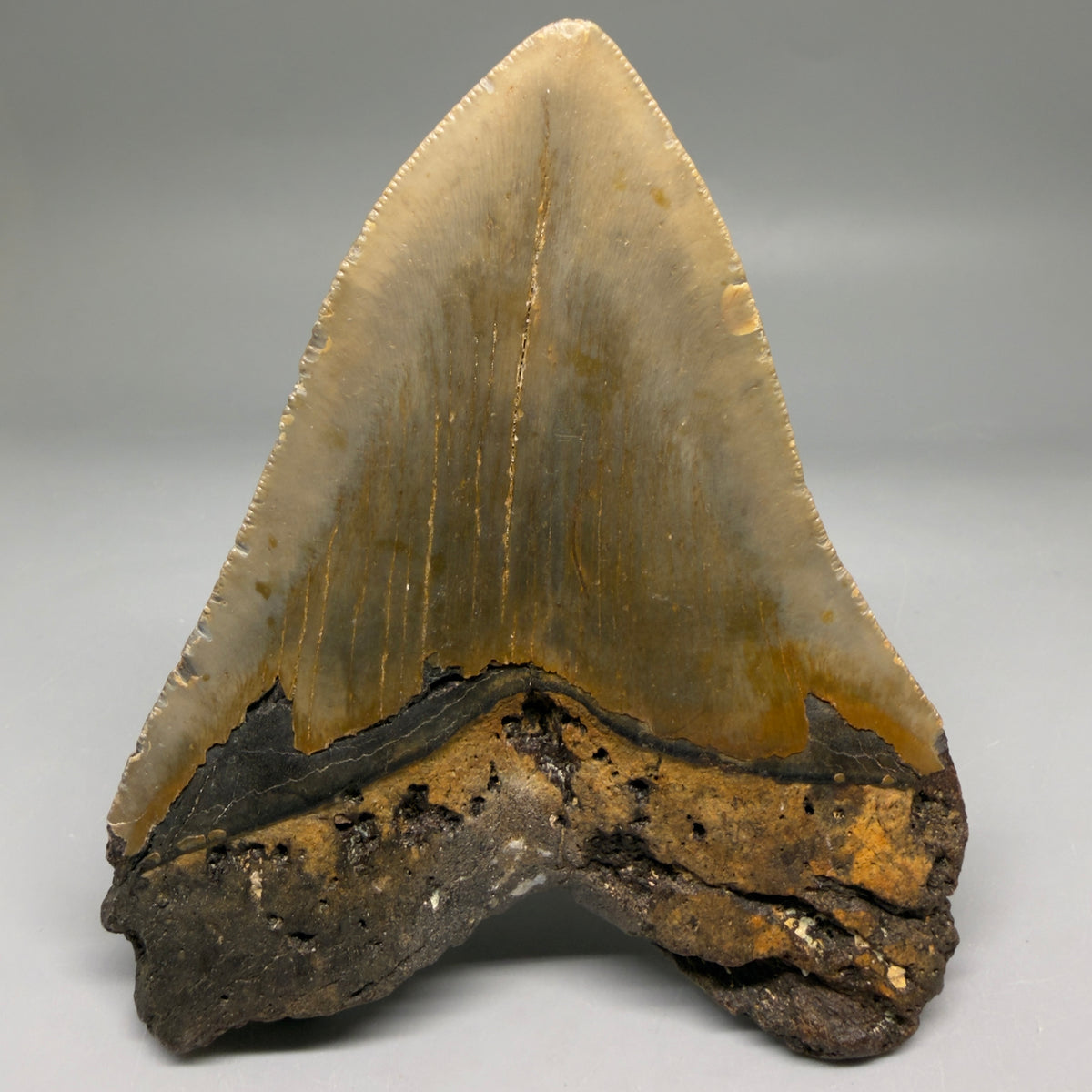 Back View Heart-shaped 4.63" Authentic Megalodon Tooth – North Carolina Fossil | Carcharocles megalodon megalodonteeth.com CM6758