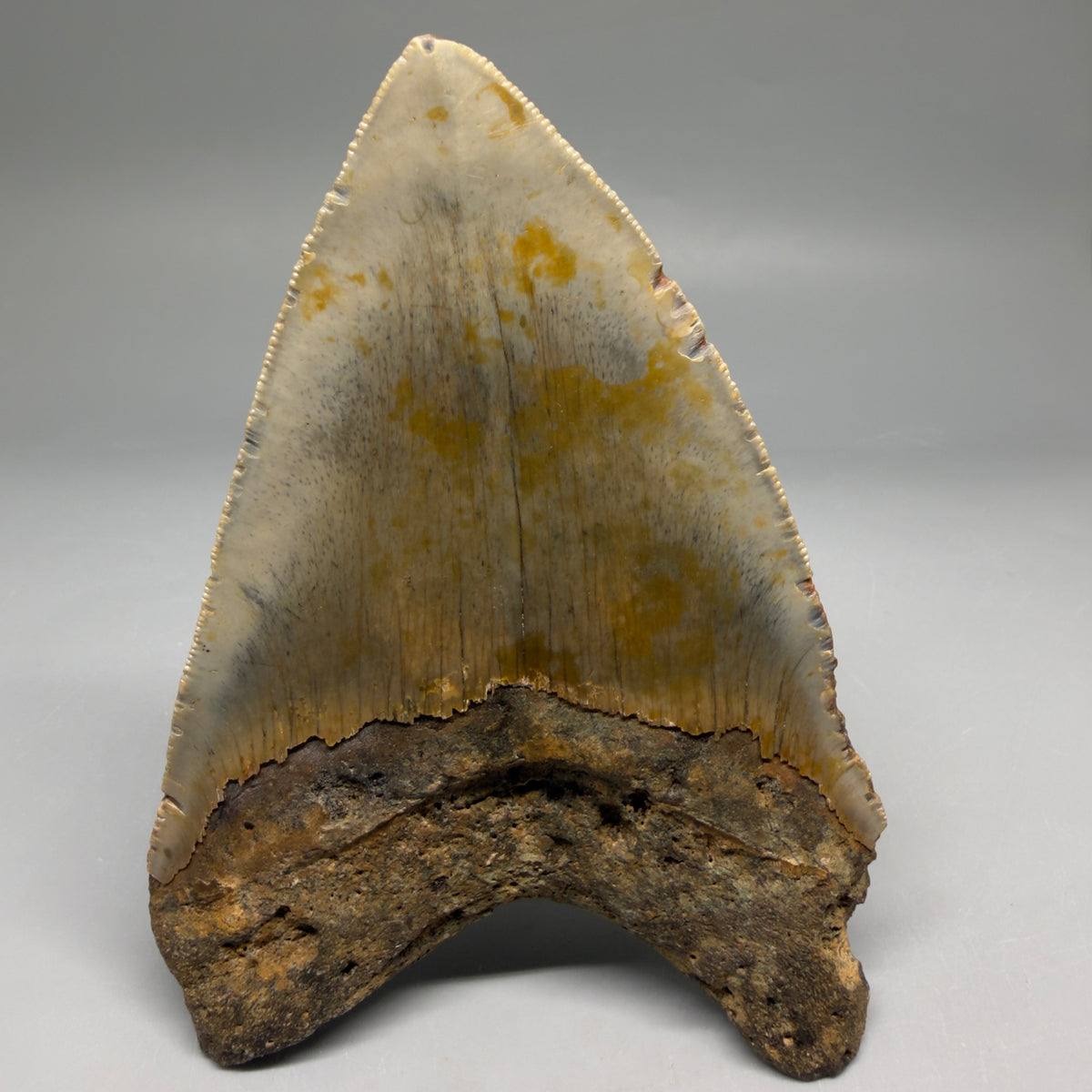 Back View Heart-shaped 4.82" Authentic Megalodon Tooth – North Carolina megalodonteeth.com CM6757 