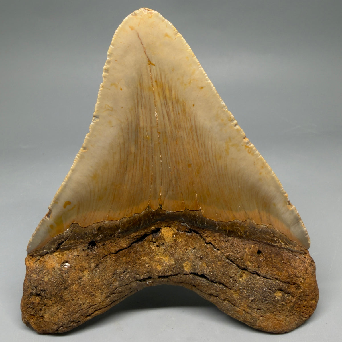 Back View Heart-shaped 4.83" Authentic Megalodon Tooth – North Carolina Fossil | Carcharocles megalodon megalodonteeth.com CM6663