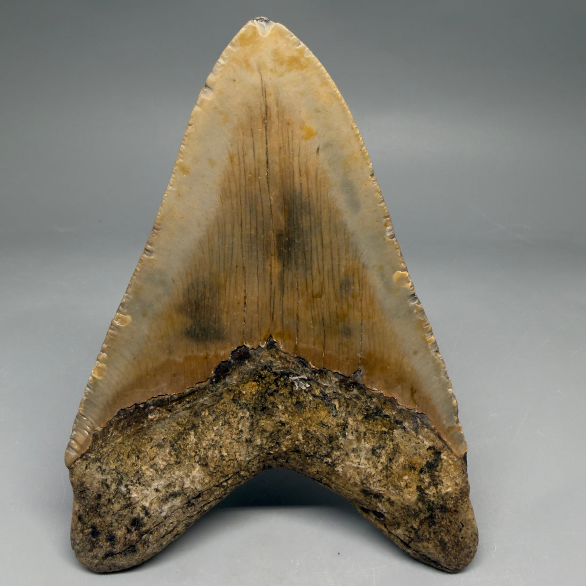 Back View Heart-shaped 4.88" Authentic Megalodon Tooth – North Carolina Fossil | Carcharocles megalodon megalodonteeth.com CM6661