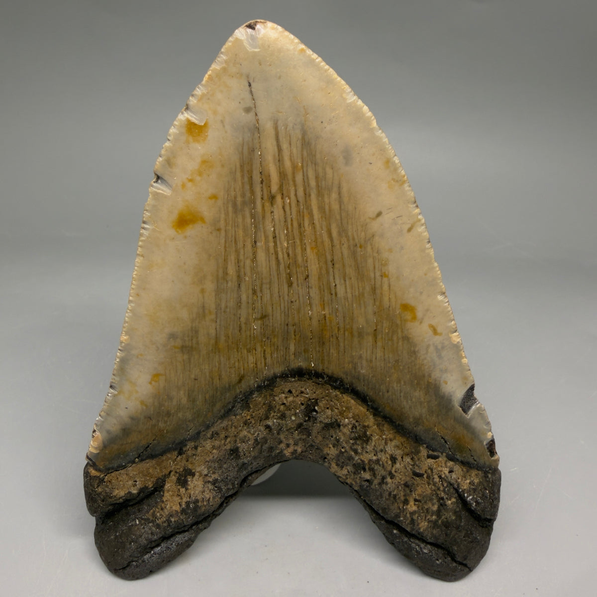 Back View Heart-shaped 4.94" Authentic Megalodon Tooth – North Carolina Fossil | Carcharocles megalodon megalodonteeth.com CM6659 