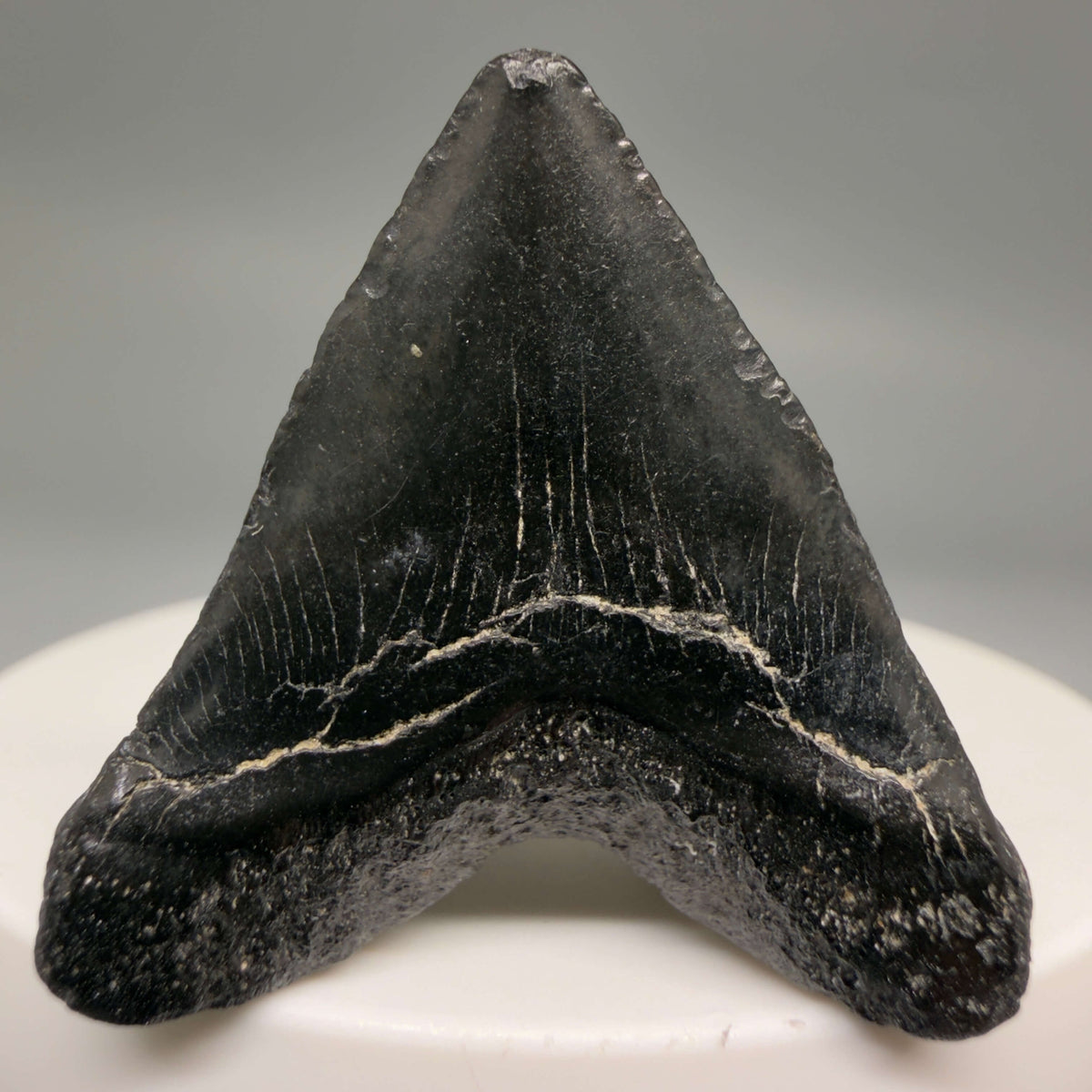 Back View Heart-shaped, Jet Black 1.40" Fossil Megalodon Tooth – South Carolina River Find | Authentic megalodonteeth.com CM6682