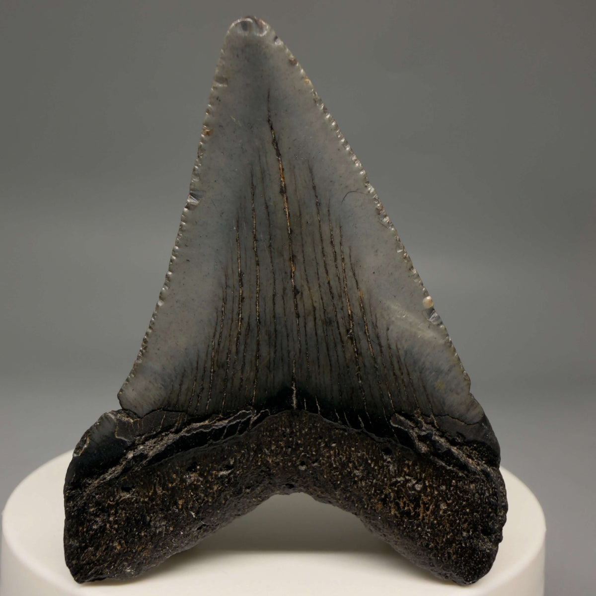 Back View Heart-shaped, dark colored 2.18" Fossil Megalodon Tooth – South Carolina River Find | Authentic megalodonteeth.com CM6685
