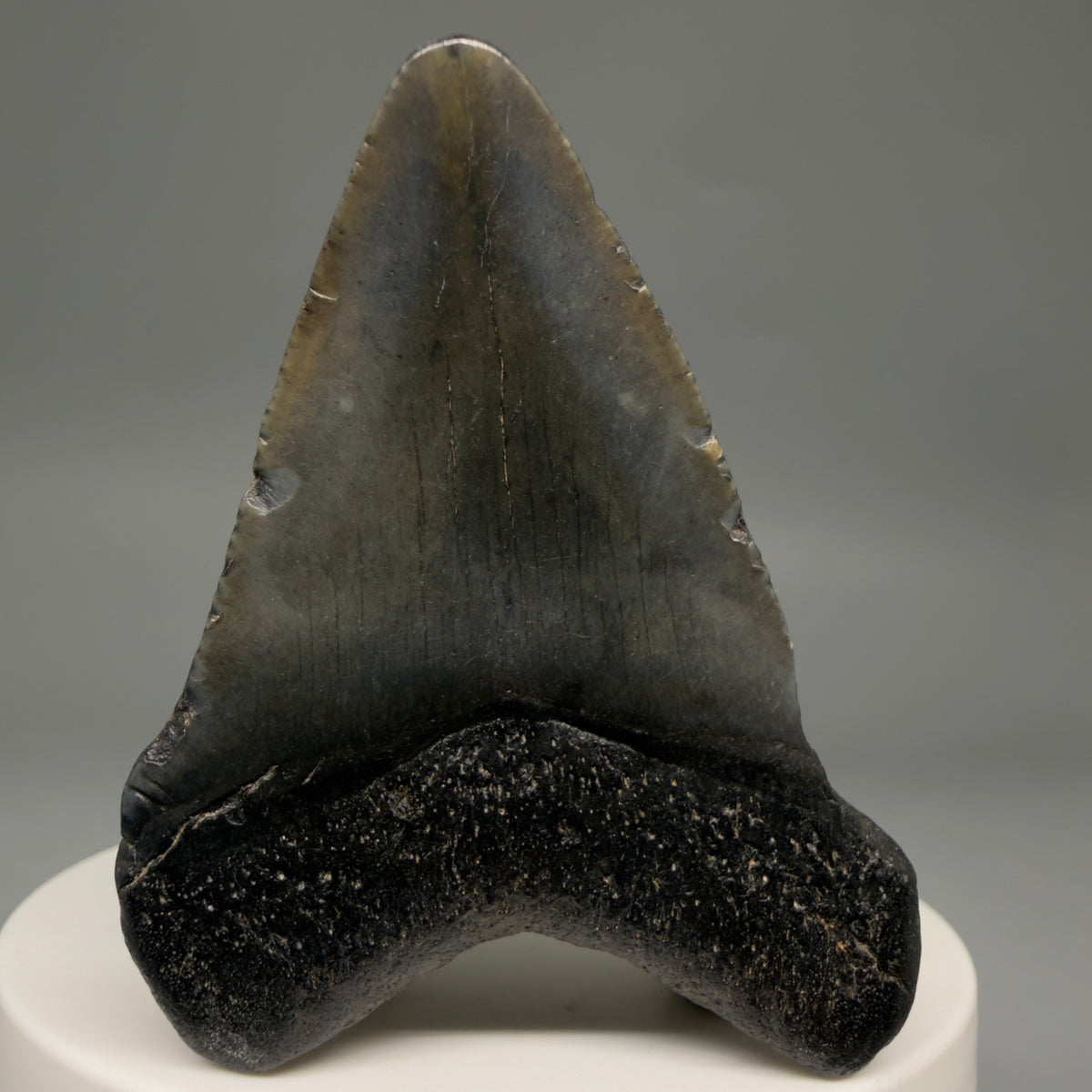 Back View Heart-shaped, dark colored 2.25" Fossil Megalodon Tooth – South Carolina River Find | Authentic megalodonteeth.com CM6687