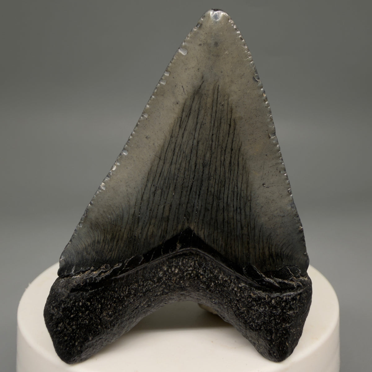 Back View Heart-shaped, dark colored 2.32" Colorful Fossil Megalodon Tooth – South Carolina River Find | Authentic megalodonteeth.com CM6692