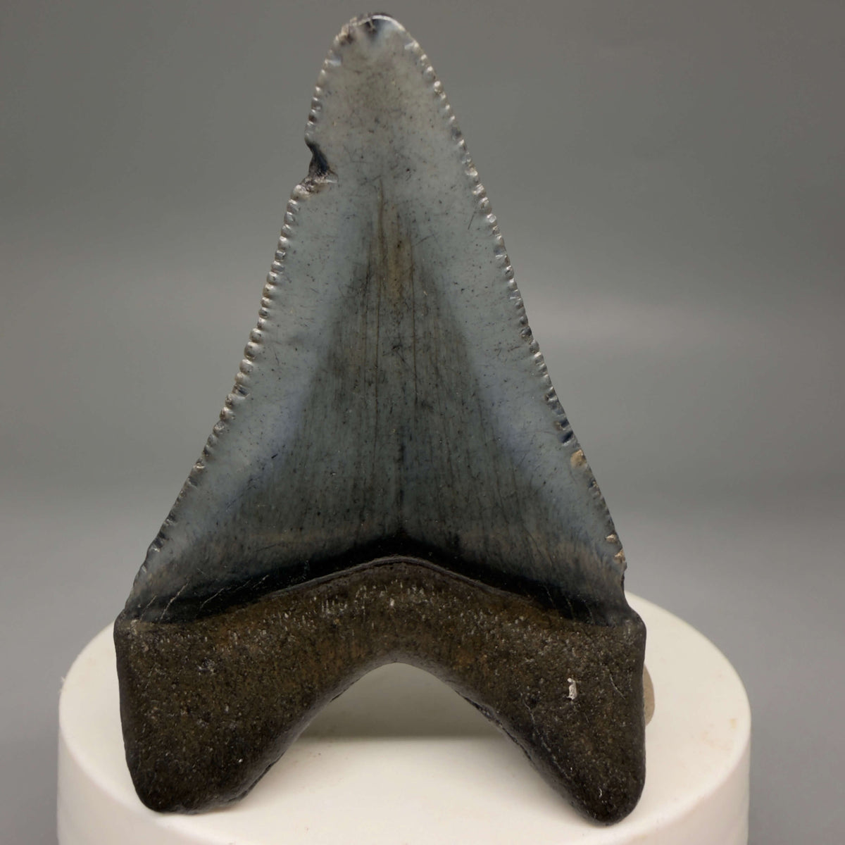 Back View Heart-shaped, dark colored 2.40" Fossil Megalodon Tooth – South Carolina River Find | Authentic megalodonteeth.com CM6694