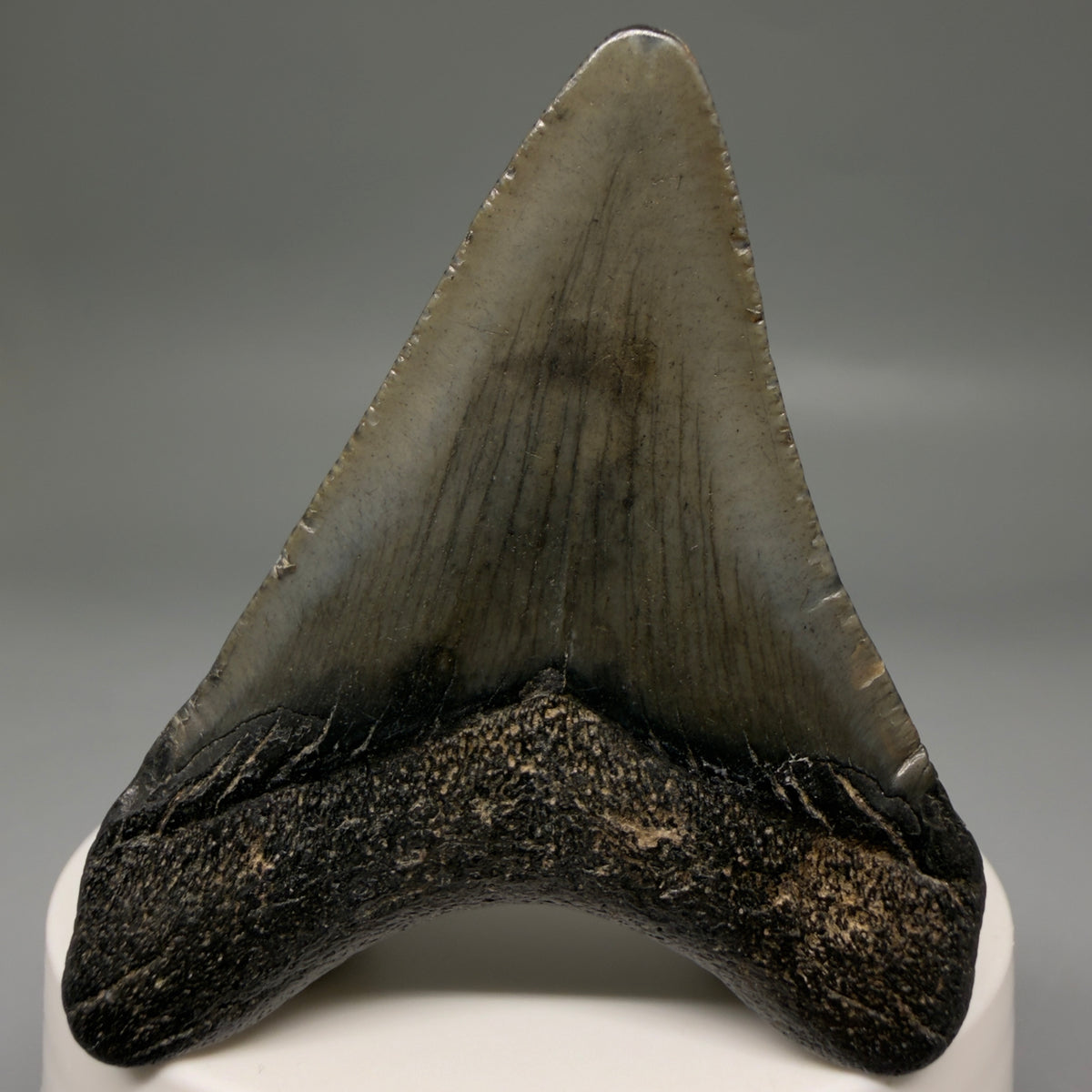 Back View Heart-shaped, dark colored 2.40" Fossil Megalodon Tooth – South Carolina River Find | Authentic megalodonteeth.com CM6736