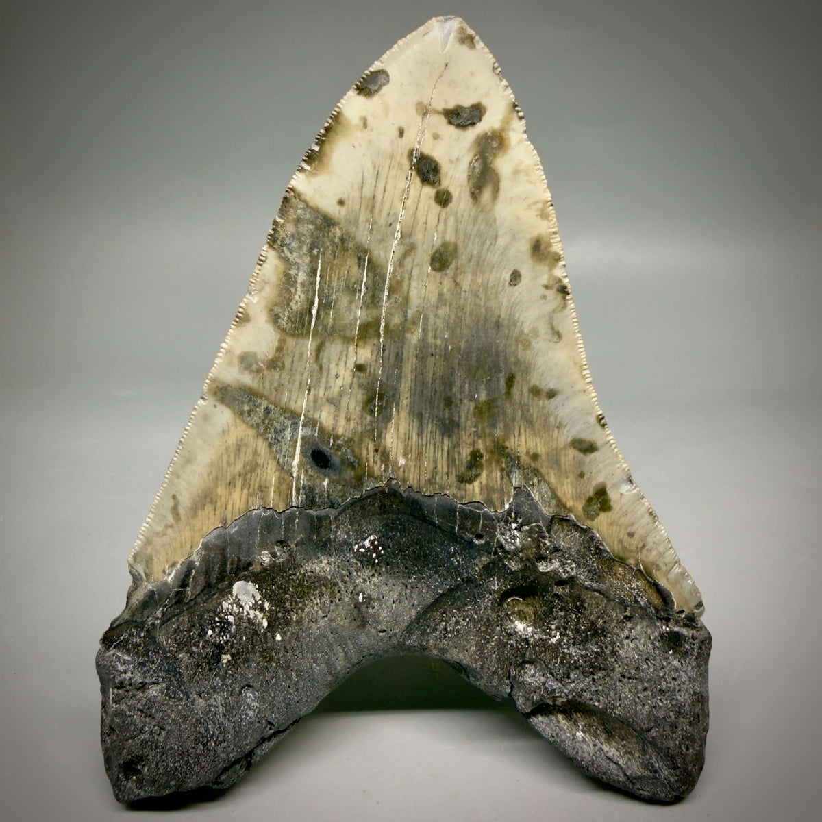 Back View Heart shaped, collector's quality 5.75" Authentic Megalodon Tooth – North Carolina Fossil | Carcharocles megalodon megalodonteeth.com CM6701