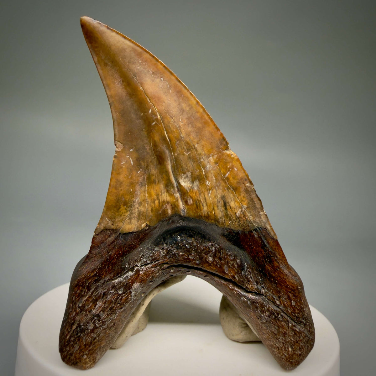 Back View High Quality, colorful, large 2.75" Fossil Parotodus benedeni Tooth from Banten, Indonesia megalodonteeth.com R664