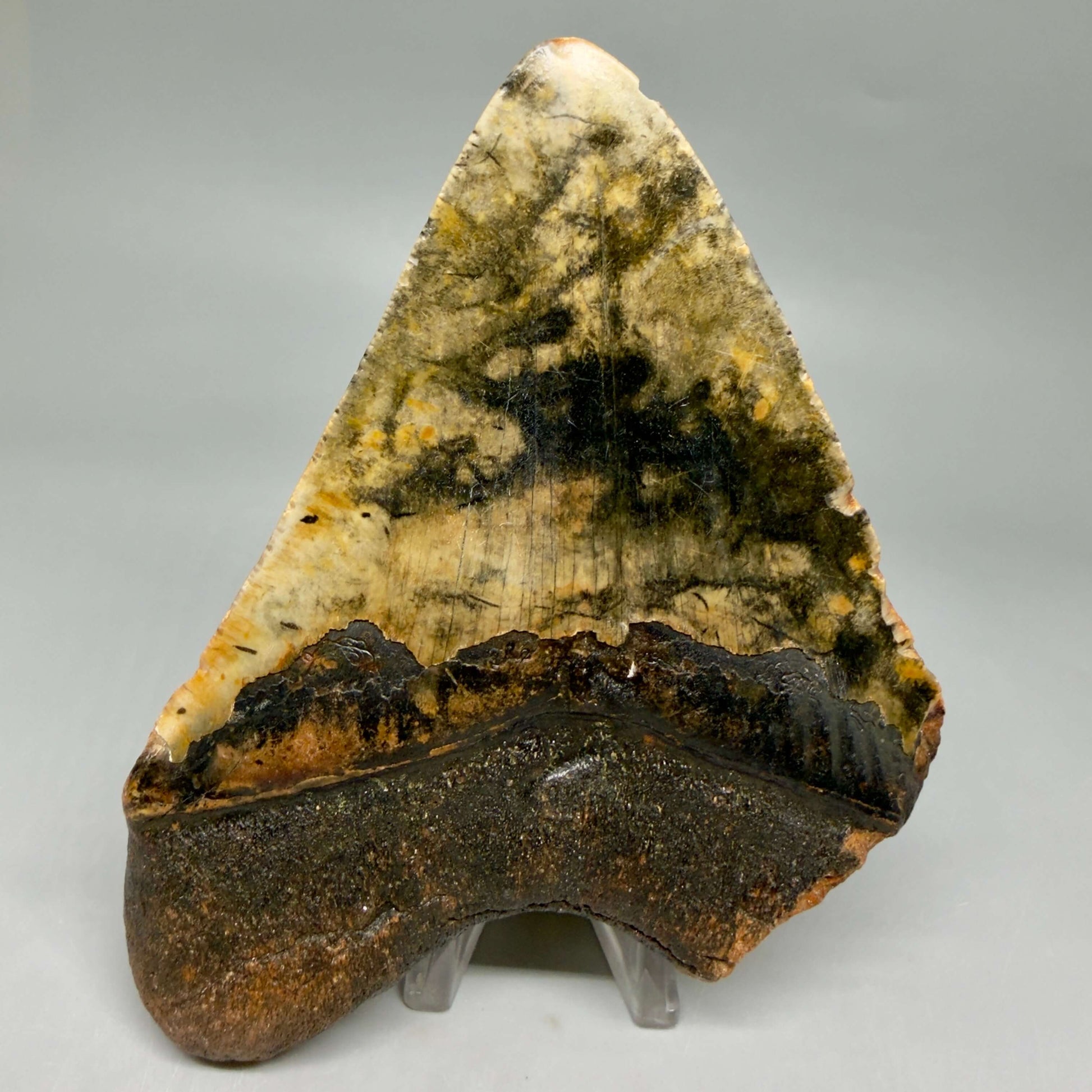 Back View Insane colors 5.10" Authentic Megalodon Tooth – North Carolina Fossil | Carcharocles megalodon CM6459 