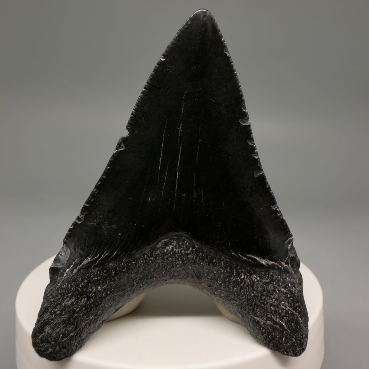 Back View Jet Black 2.38" Fossil Megalodon Tooth – South Carolina River Find | Authentic megalodonteeth.com CM6734