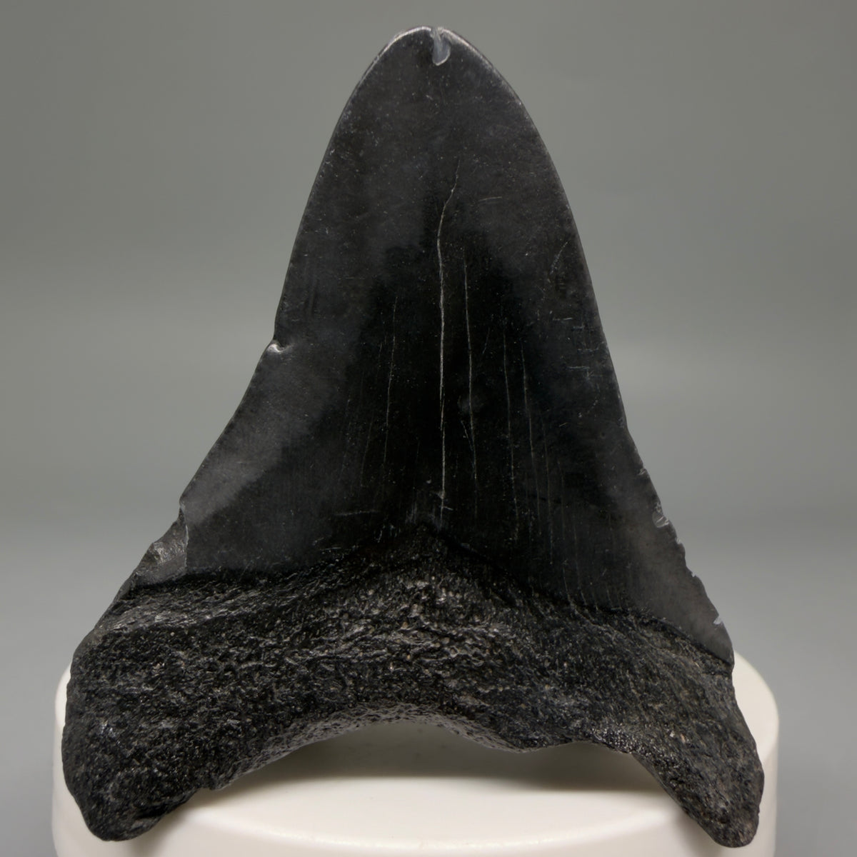 Back View Jet Black 2.40" Fossil Megalodon Tooth – South Carolina River Find | Authentic megalodonteeth.com CM6733