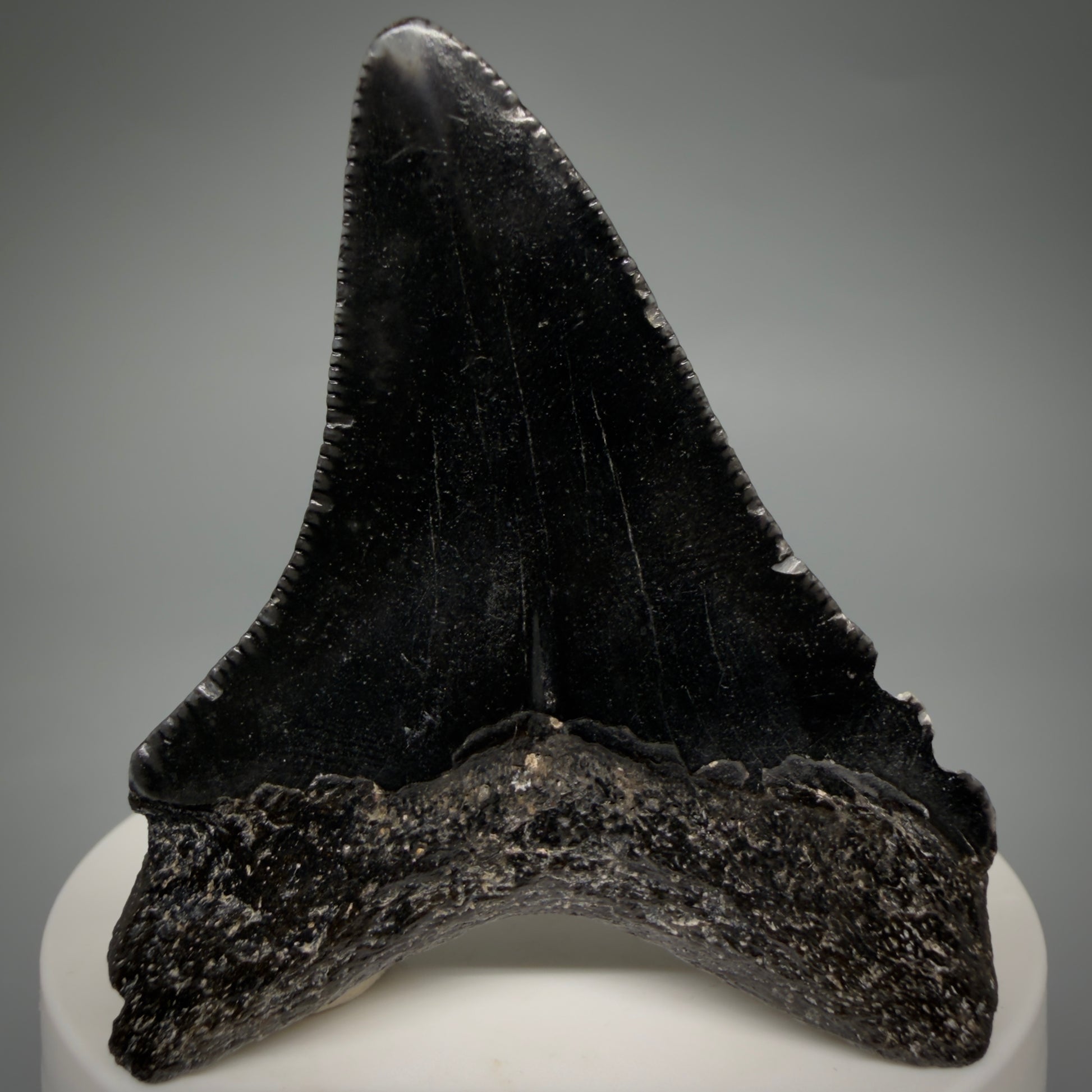 Back View Jet Black 2.45" Fossil Megalodon Tooth – South Carolina River Find | Authentic megalodonteeth.com CM6554