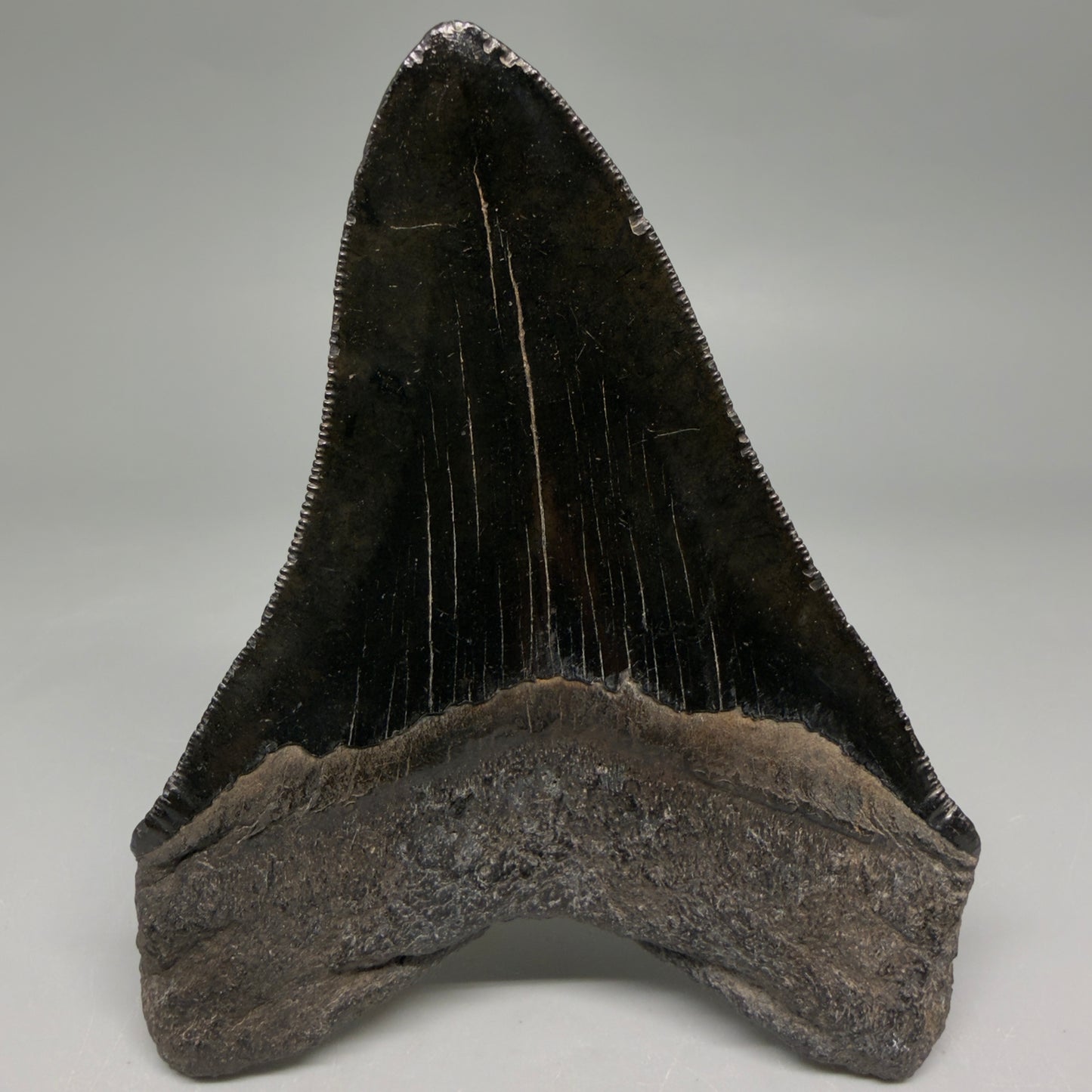 Back View Jet Black, Collector's Quality 4.47" Fossil Megalodon Tooth from Georgia megalodonteeth.com CM6531