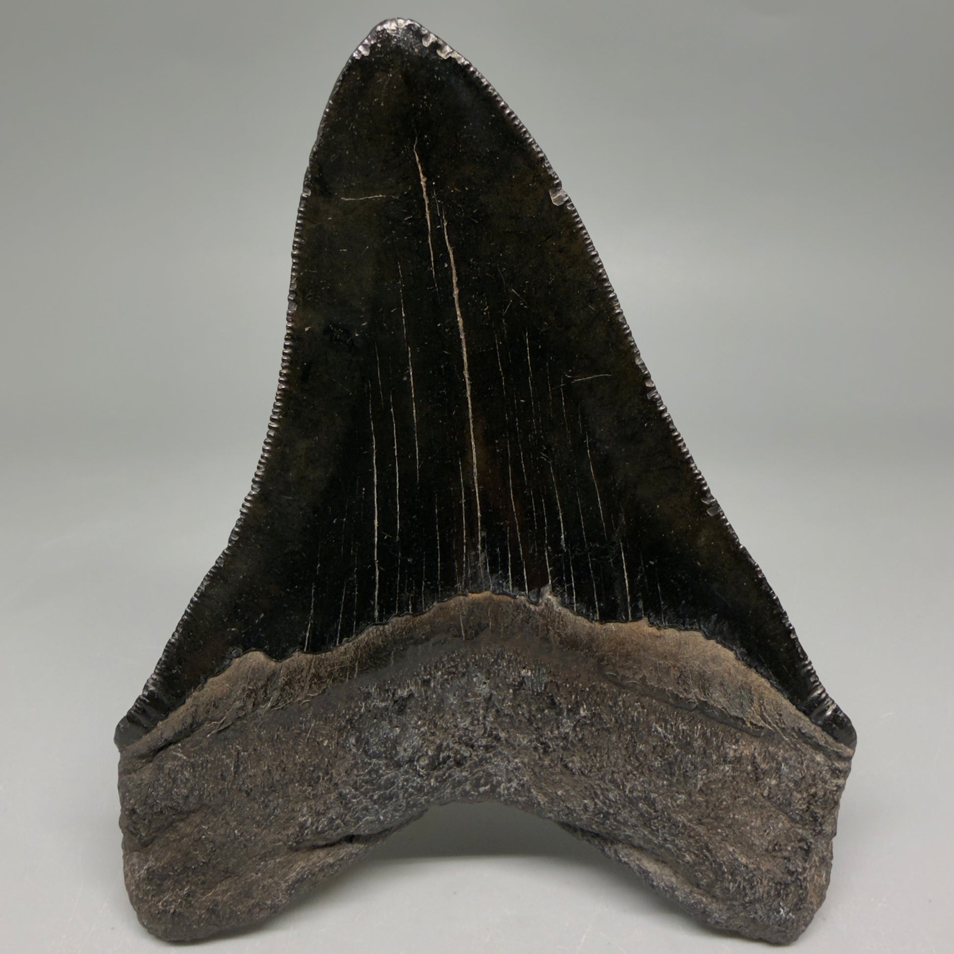 Back View Jet Black, Collector's Quality 4.47" Fossil Megalodon Tooth from Georgia megalodonteeth.com CM6531