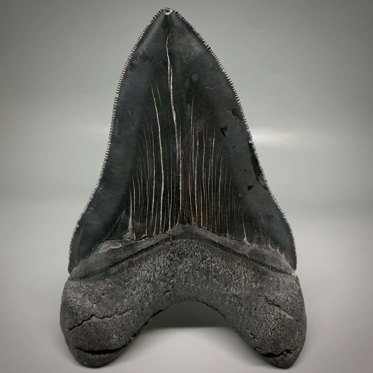 Back View Jet Black, Large 5.45" Fossil Megalodon Tooth - South Carolina CM6704