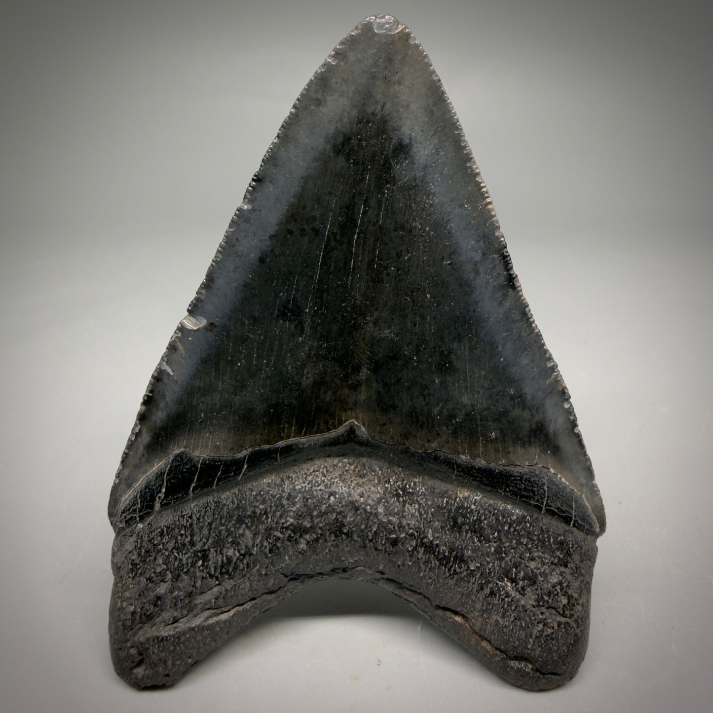 Back View Jet Black, heart-shaped, serrated 3.61" Megalodon Tooth from South Carolina megalodonteeth.com CM6565