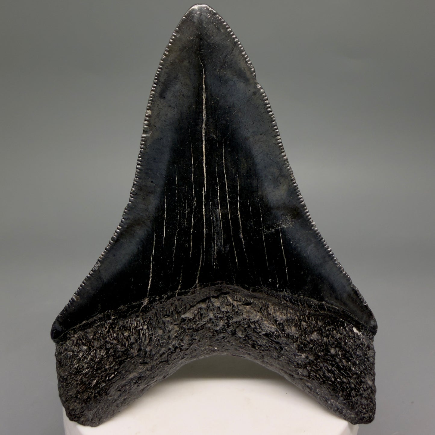Back View Jet Black, serrations 3.40" Megalodon Tooth from South Carolina megalodonteeth.com CM6563