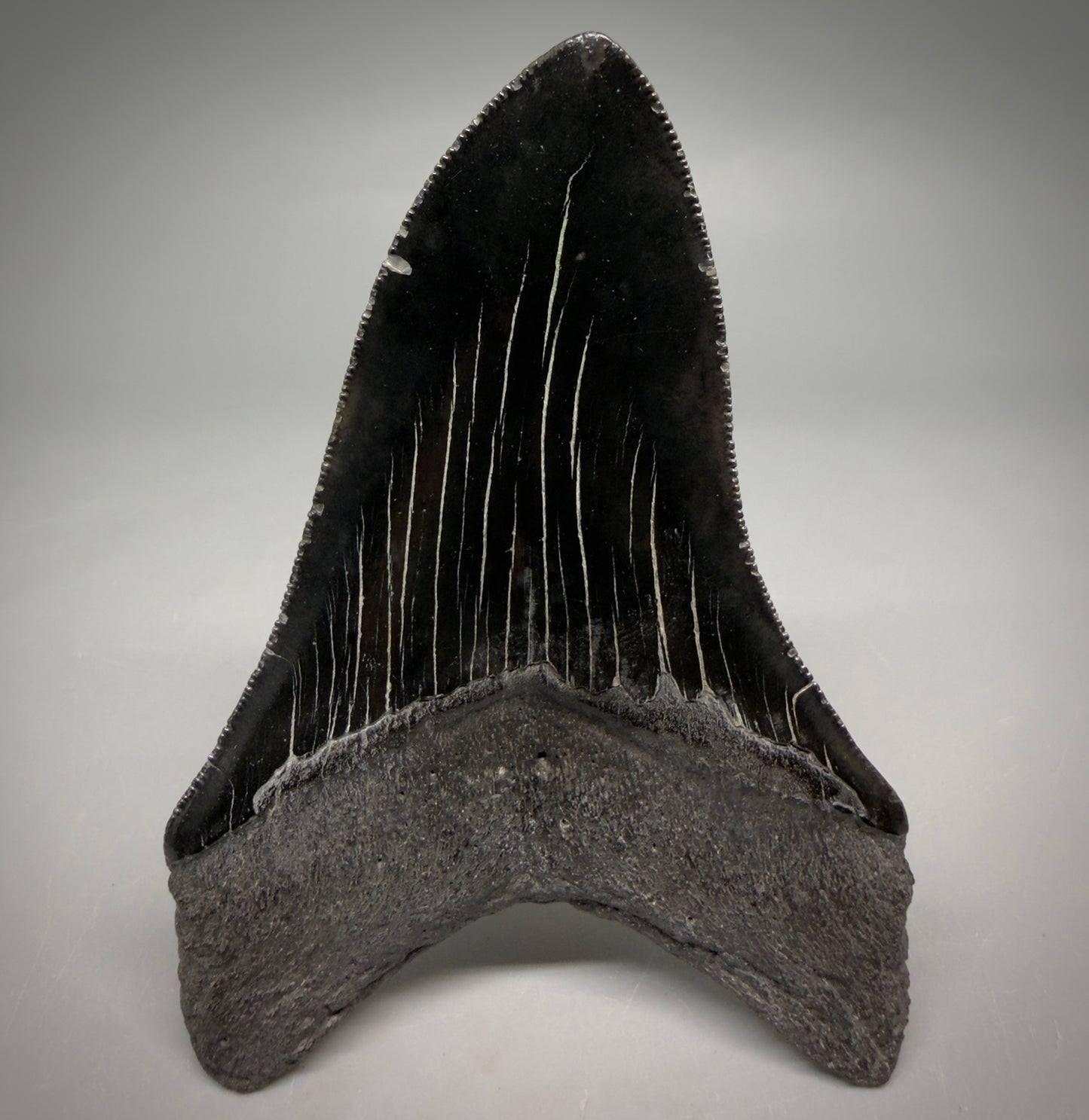 Back View Jet Black, serrations 3.98" Megalodon Tooth from South Carolina megalodonteeth.com CM6574 