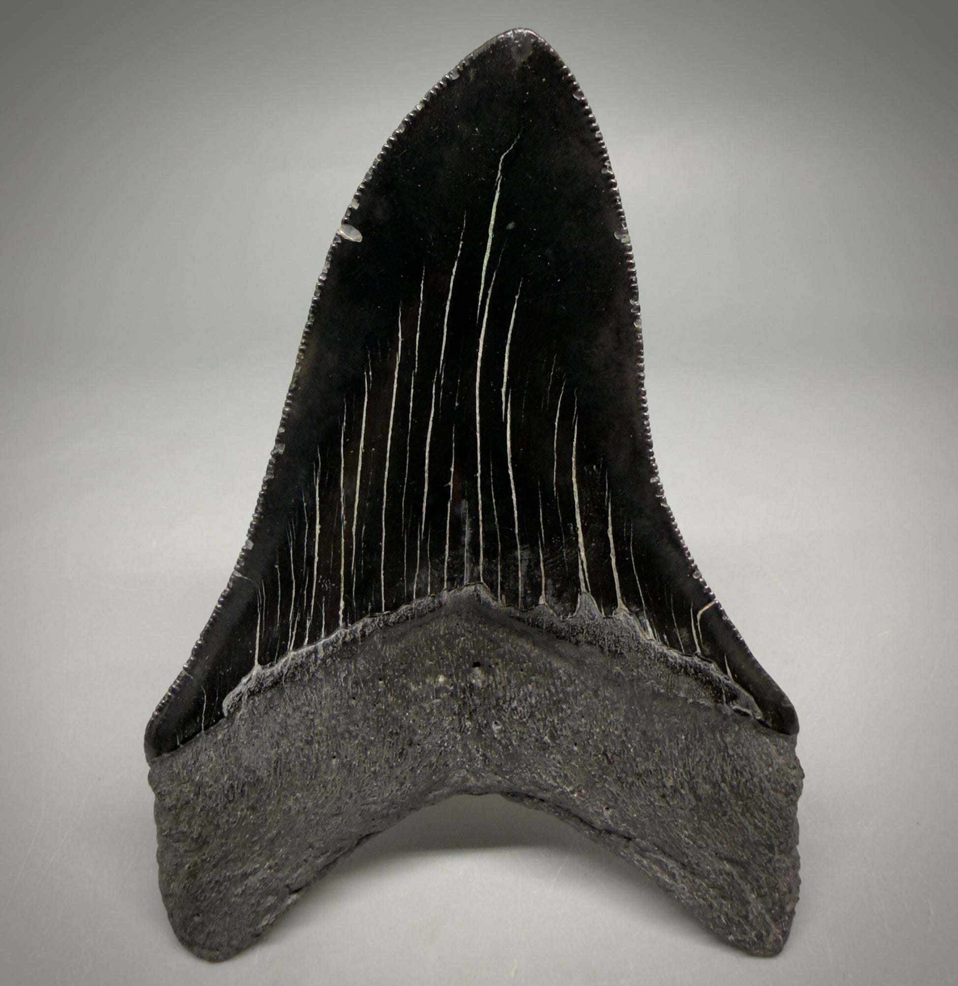 Back View Jet Black, serrations 3.98" Megalodon Tooth from South Carolina megalodonteeth.com CM6574 