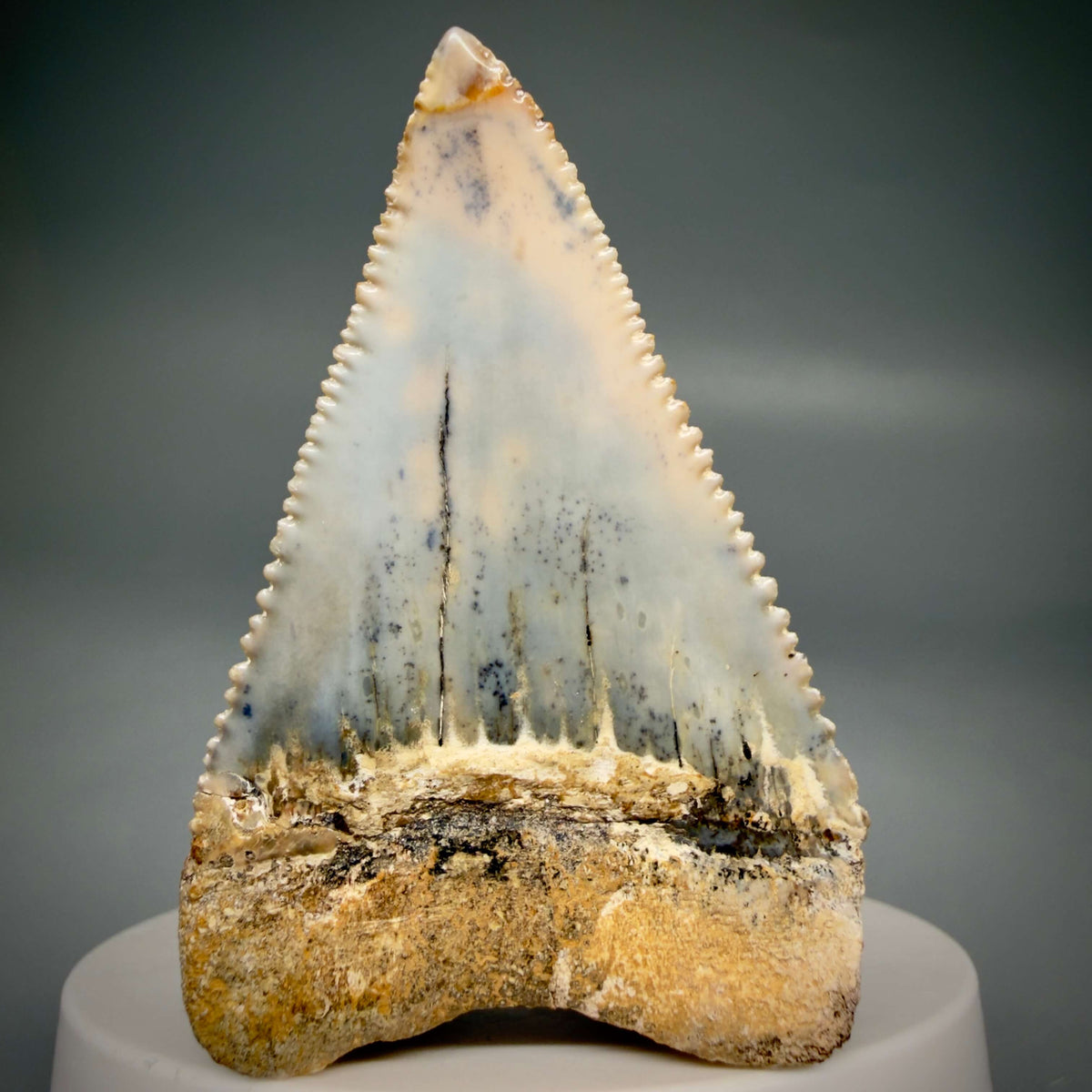Back View Large, Collector's Quality 2.38" long Fossil Great White Tooth from the deserts of Peru megalodonteeth.com GW1378 