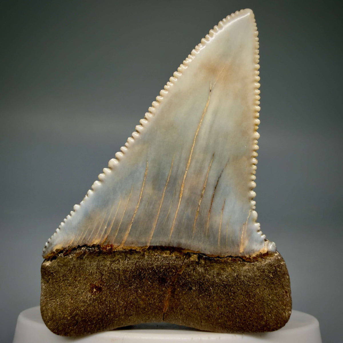 Back View Large, Collector's Quality 2.46" long Fossil Great White Tooth from the deserts of Peru megalodonteeth.com CM1397 