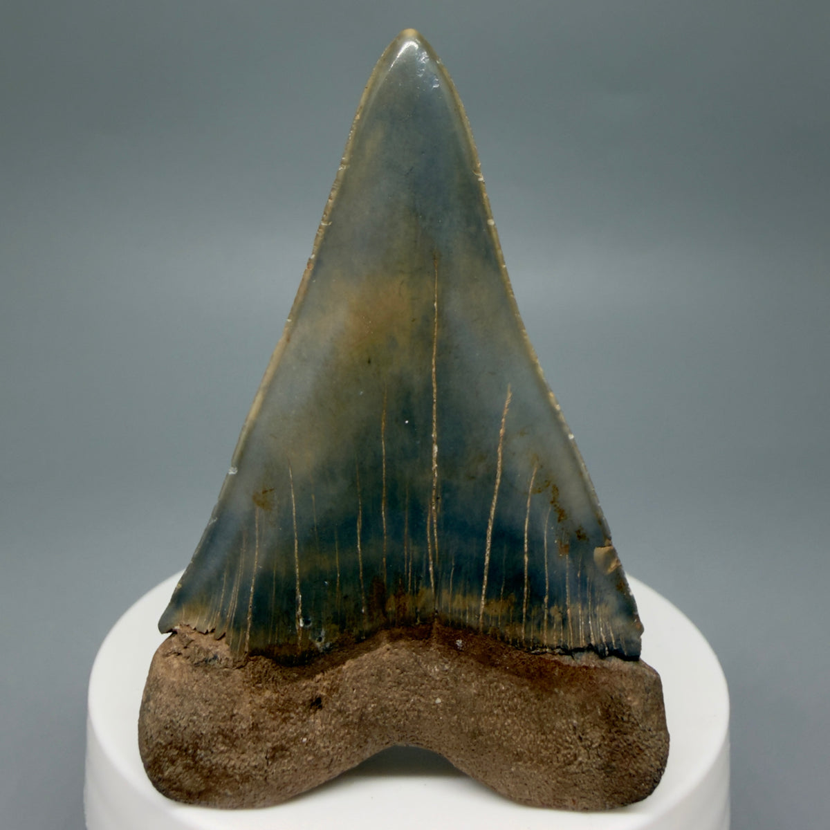 Back View Large, colorful 2.65" Fossil Extinct Mako - Isurus hastalis Tooth from Georgia M268