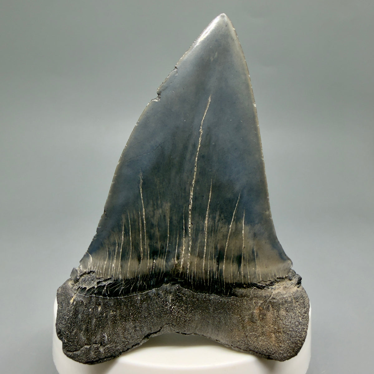 Back View Large, colorful 2.95" Fossil Extinct Mako - Isurus hastalis Tooth from Georgia M629
