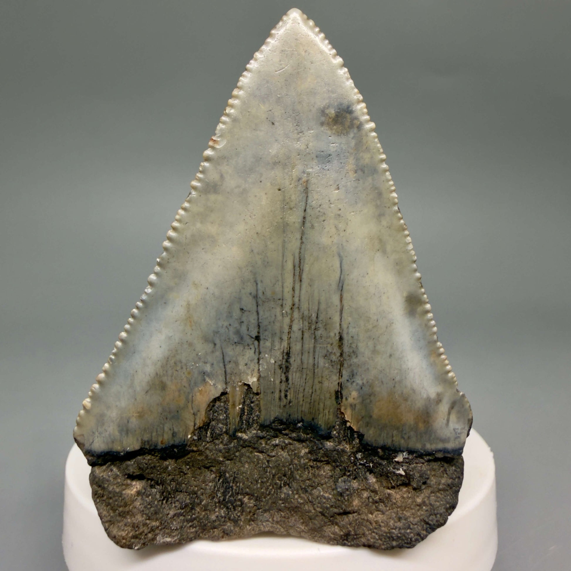 Back View Large, serrated 2.60" Fossil Great White Shark Tooth - South Carolina GW1366