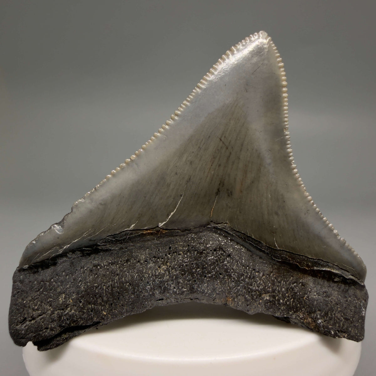 Back View Lateral, sharply serrated 2.22" Fossil Megalodon Tooth – South Carolina River Find | Authentic megalodonteeth.com CM6688