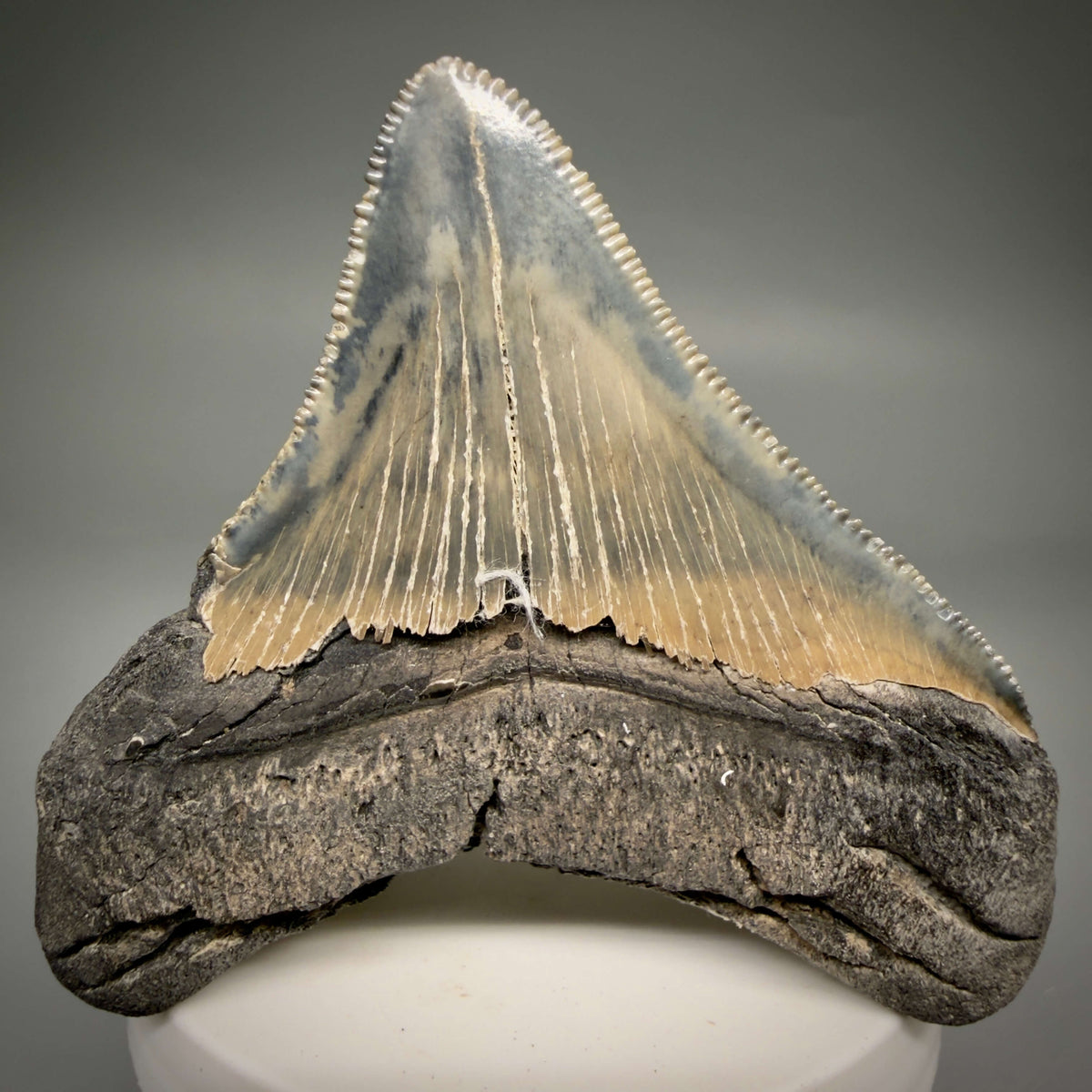 Back View Lateral, sharply serrated 2.90" Fossil Megalodon Tooth – South Carolina River Find | Authentic megalodonteeth.com CM6699 