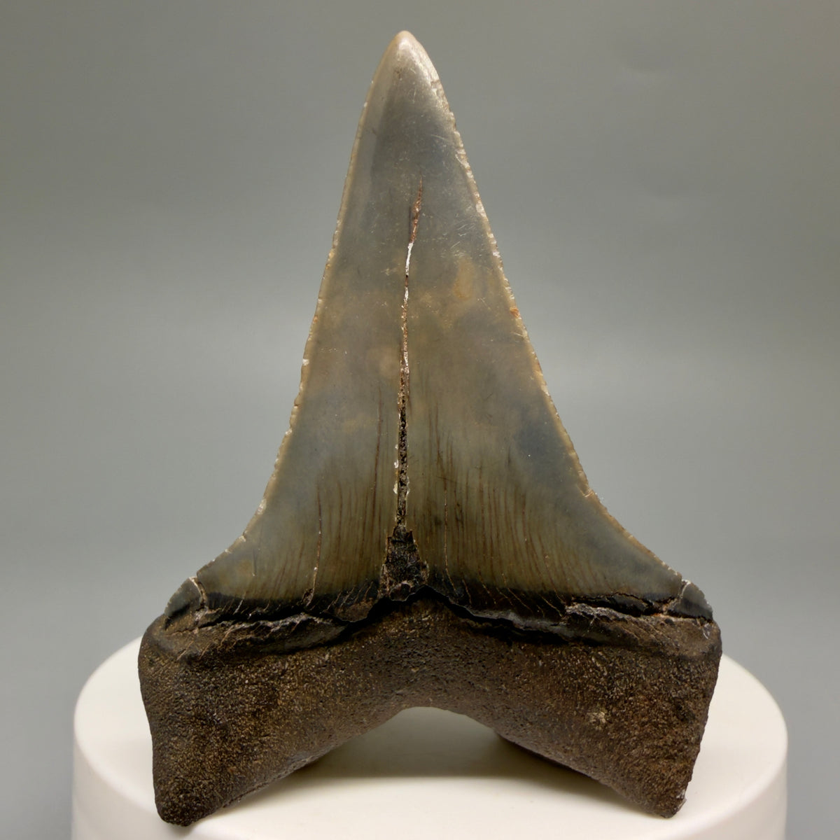 Back View Lower, colorful 2.32" Fossil Extinct Mako - Isurus hastalis Tooth from Georgia M627