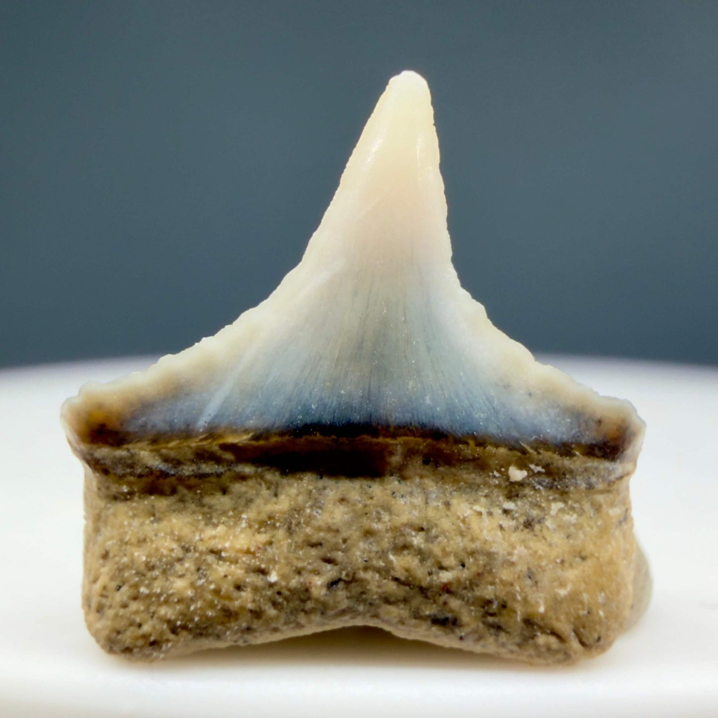 Back View Lower posterior 0.55" wide Fossil Great White Tooth from the deserts of Peru GW1351