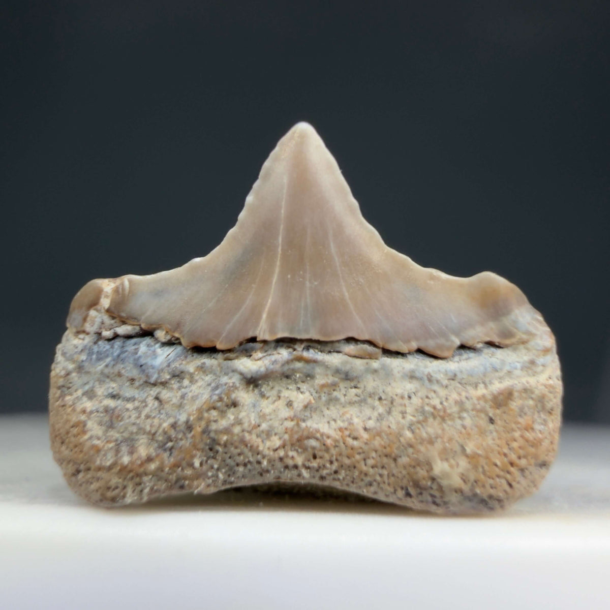 Back View Lower posterior 0.58" wide Fossil Great White Tooth from the deserts of Peru megalodonteeth.com GW1369