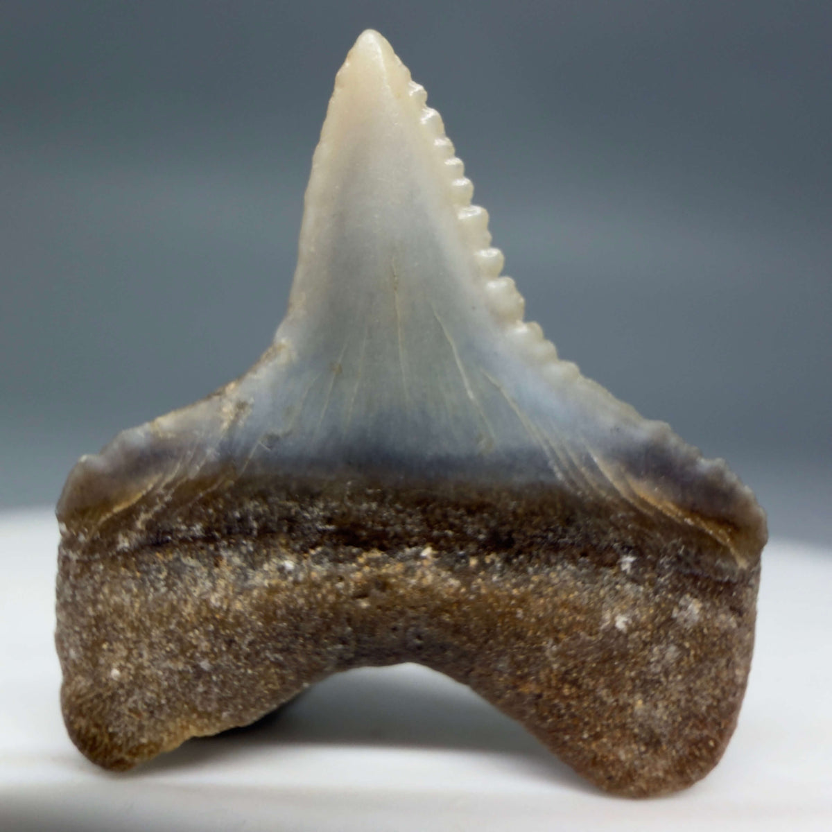 Back View Lower posterior 0.67" wide Fossil Great White Tooth from the deserts of Peru megalodonteeth.com GW1369