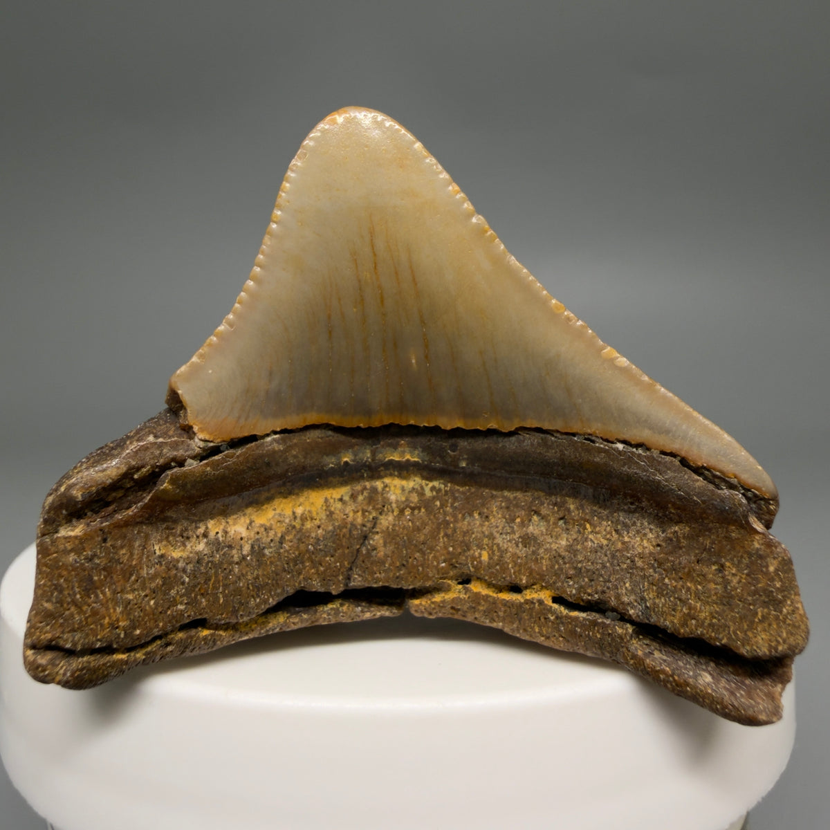 Back View Posterior 1.86" Fossil Megalodon Tooth - Authentic Carcharocles megalodon Fossil from North Carolina megalodonteeth.com CM6614 