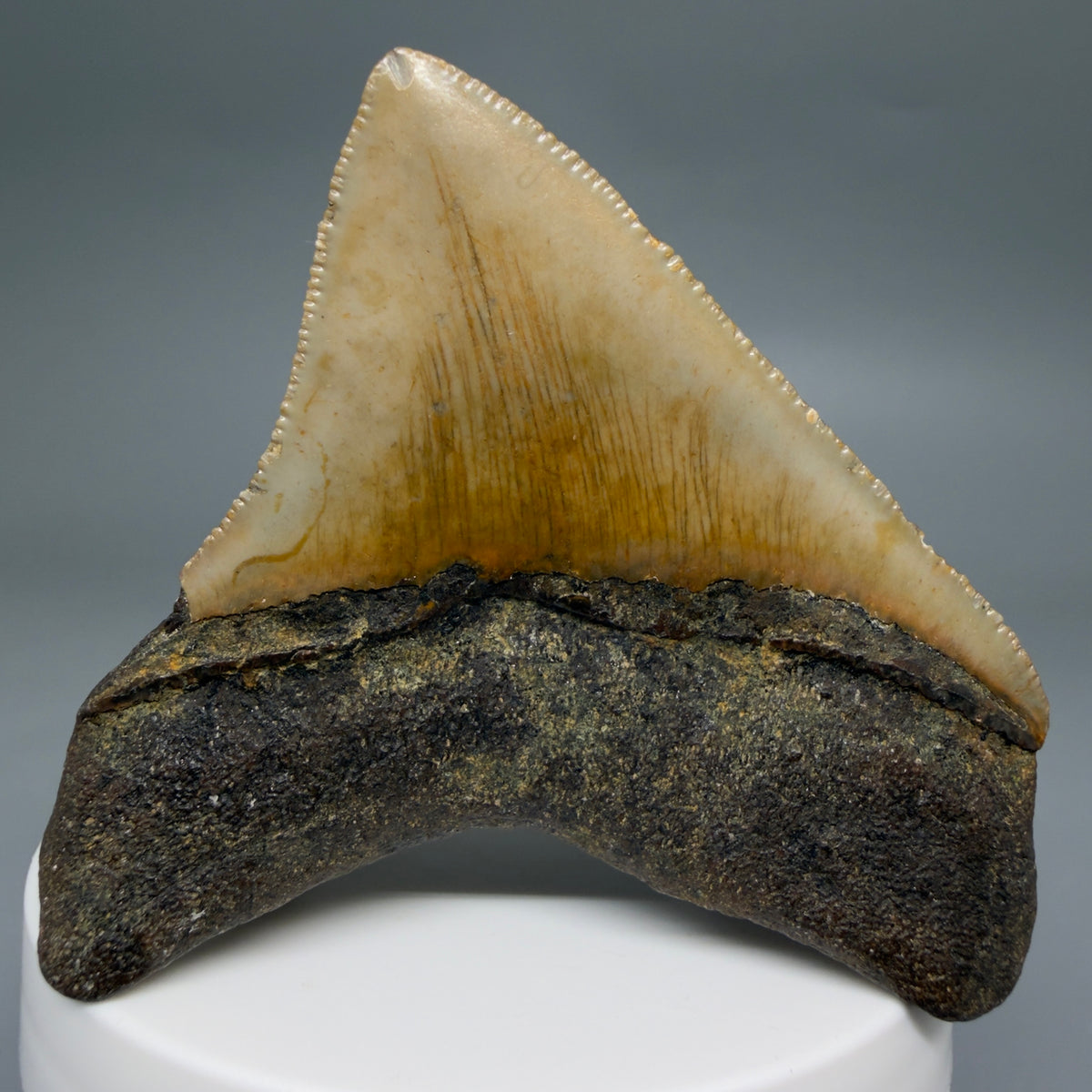 Back View Posterior 2.48" Fossil Megalodon Tooth - Authentic Carcharocles megalodon Fossil from North Carolina megalodonteeth.com CM6633