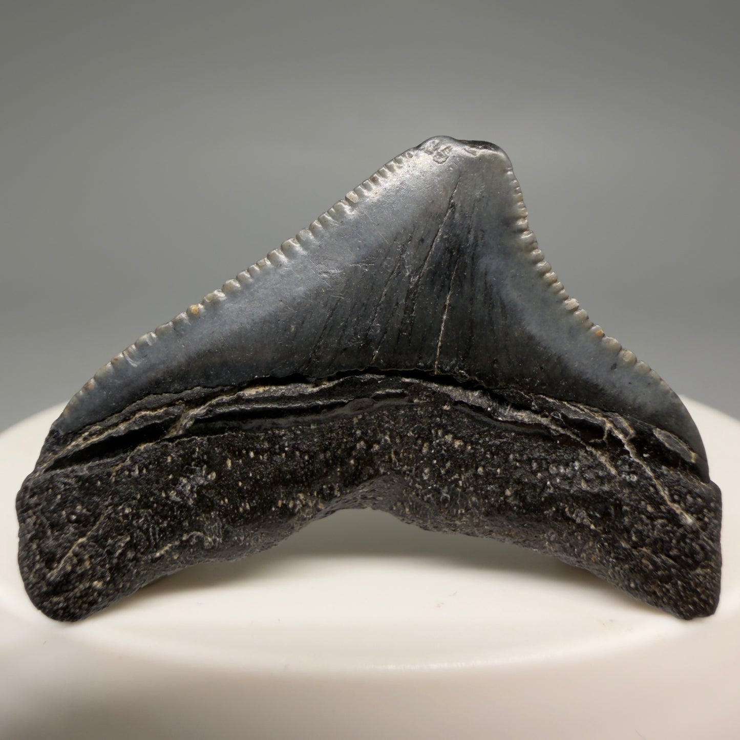 Back View Posterior, serrated 1.43" Fossil Megalodon Tooth from South Carolina megalodonteeth.com CM6534